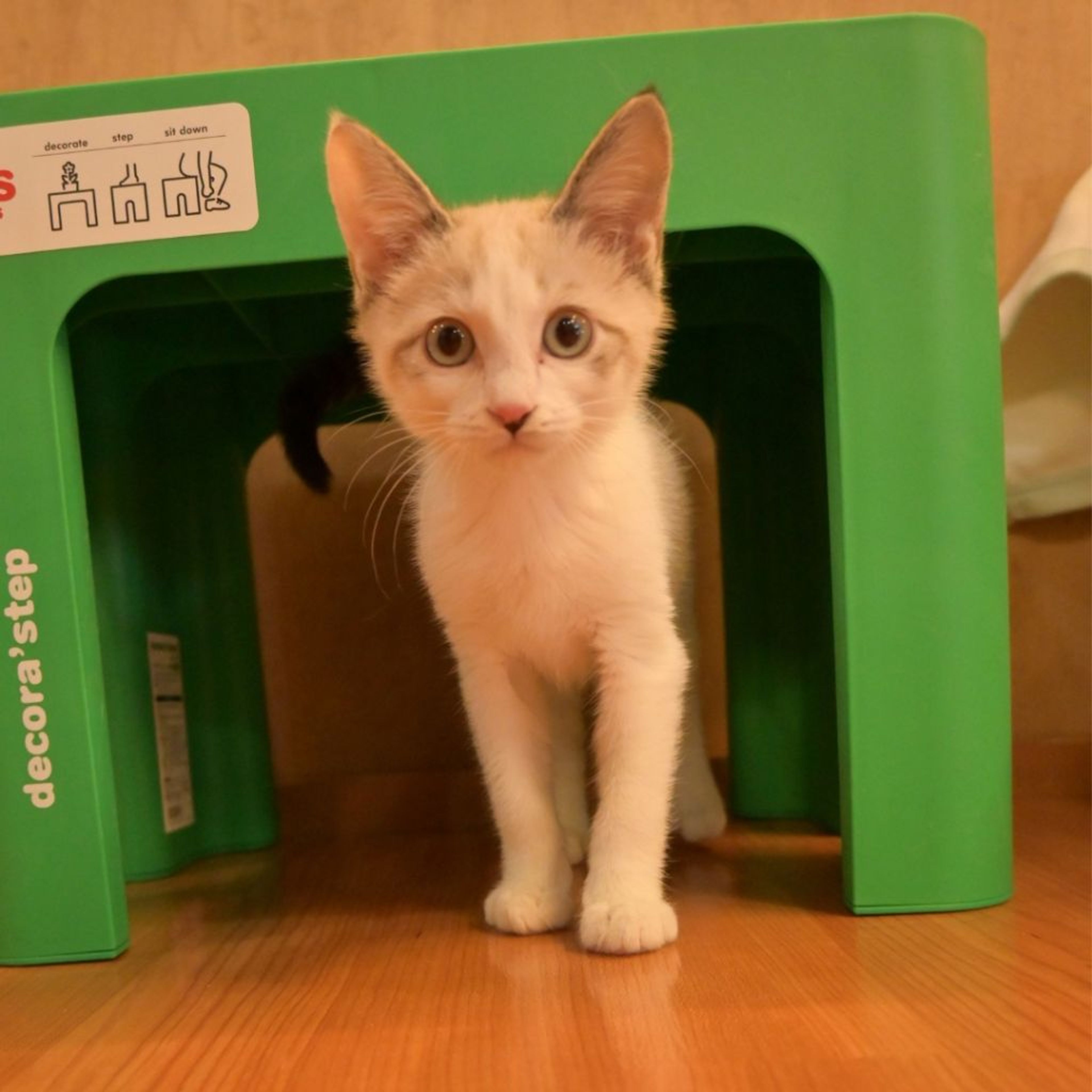pet-image-9