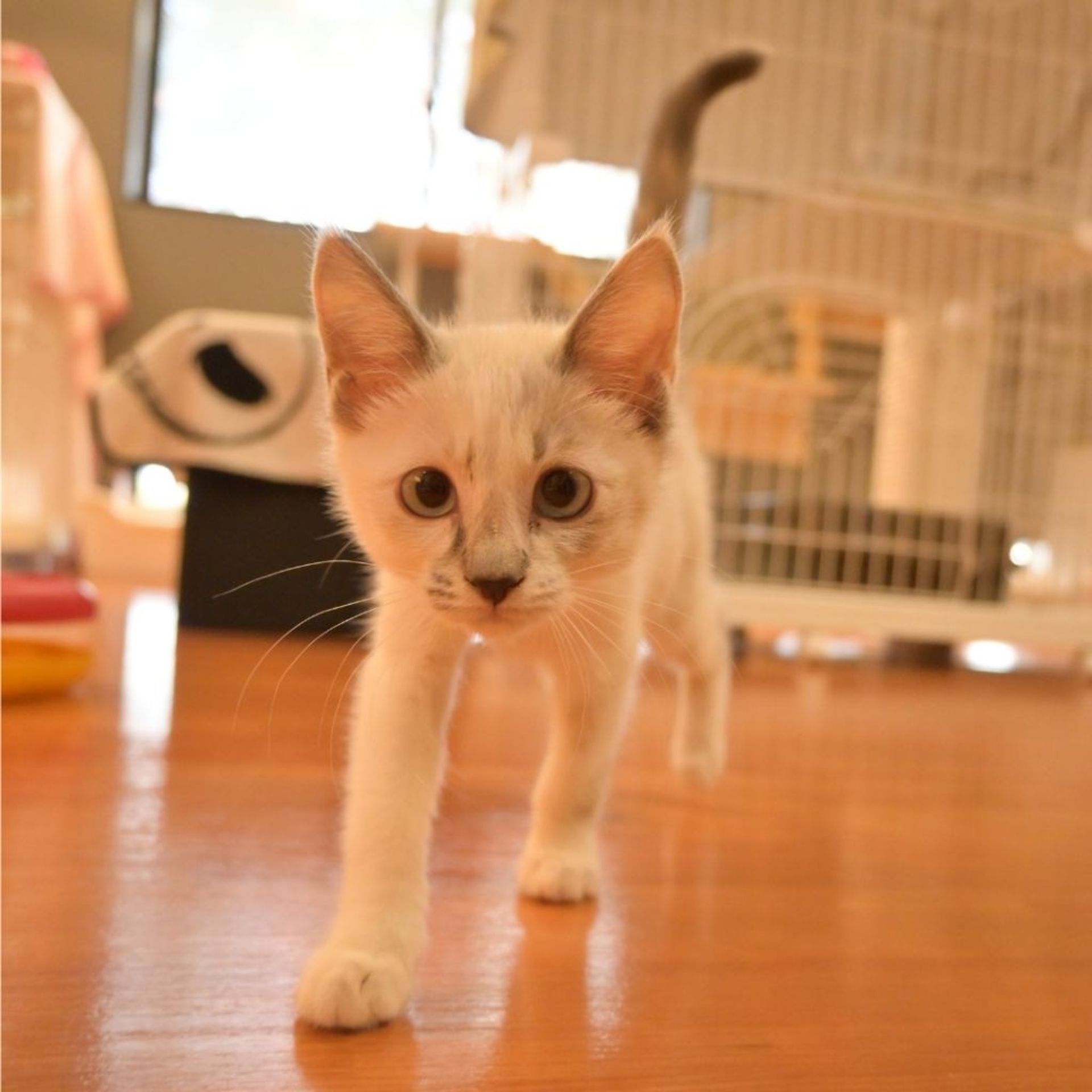 雑種（ミックス猫）・メスの里親募集の写真