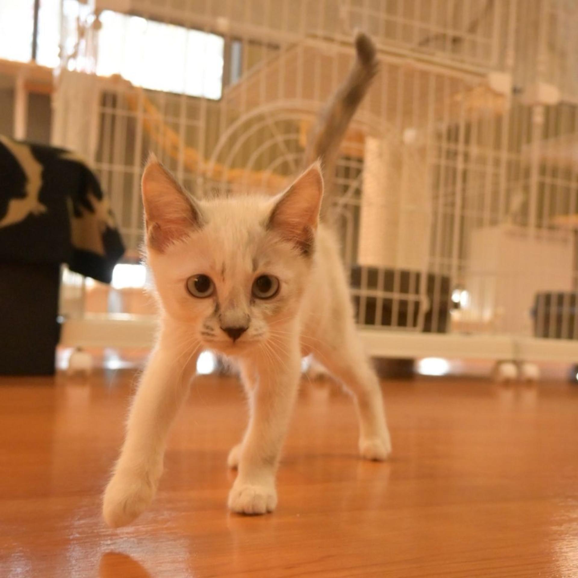 pet-image-3