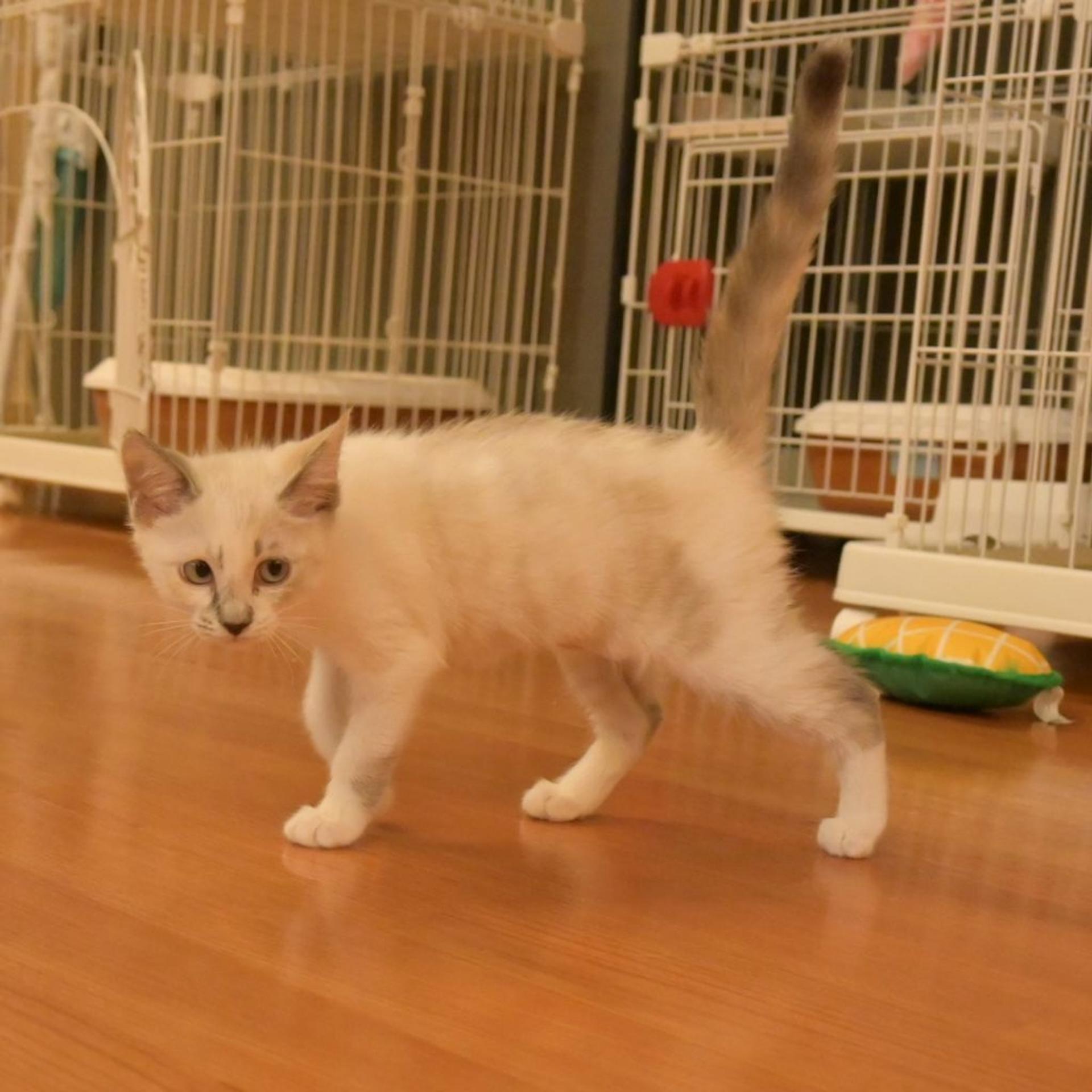 pet-image-4