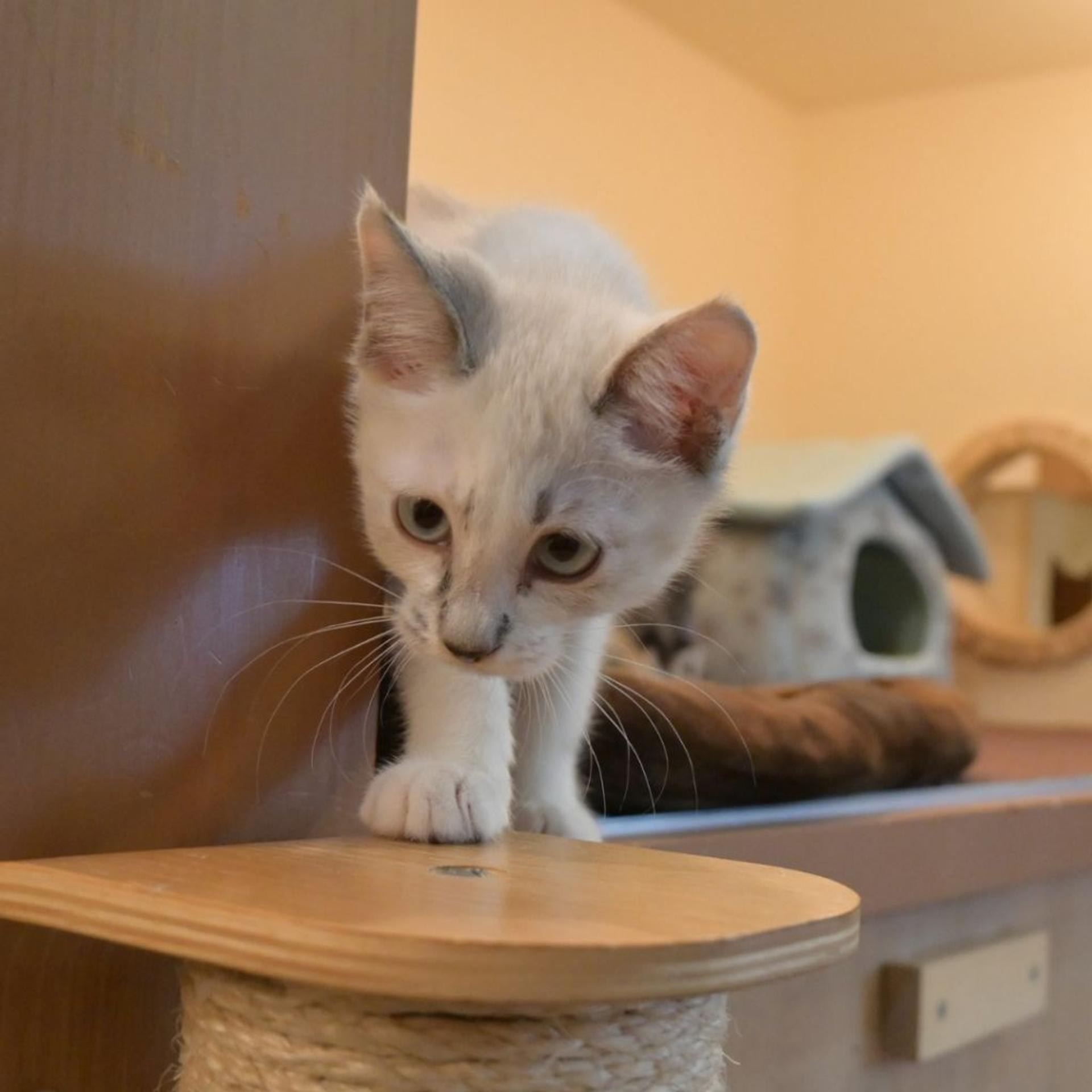 pet-image-6