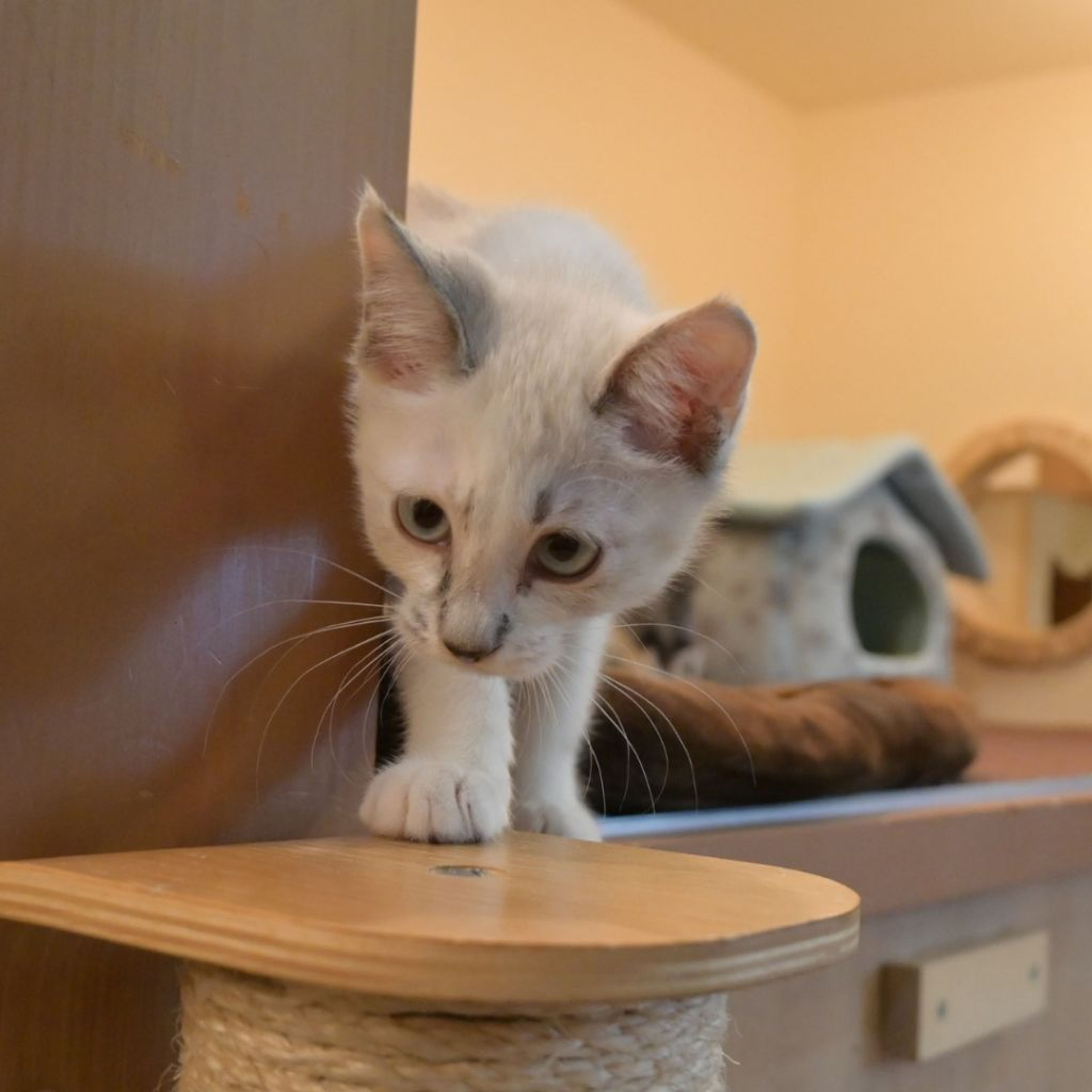 pet-image-6