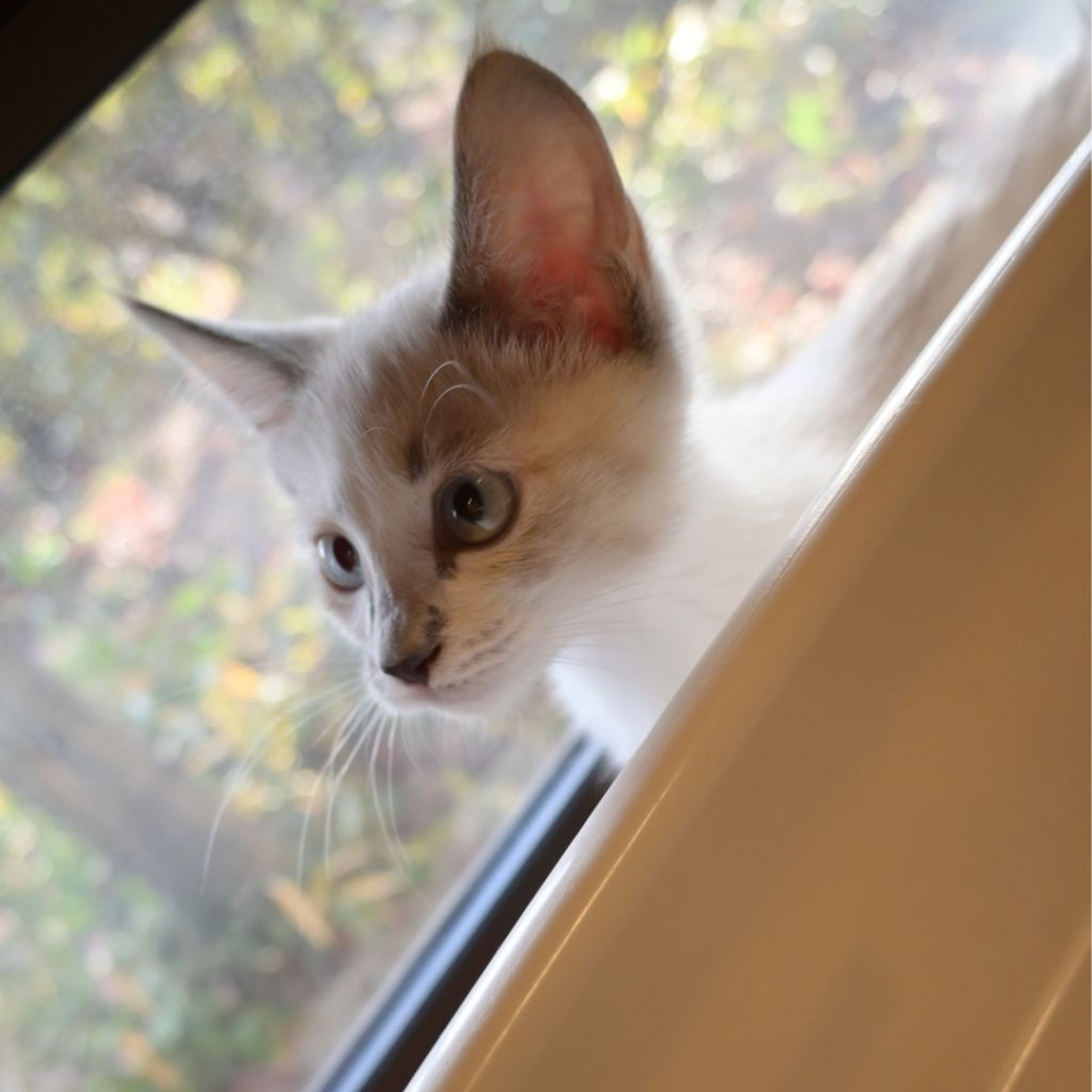 pet-image-9