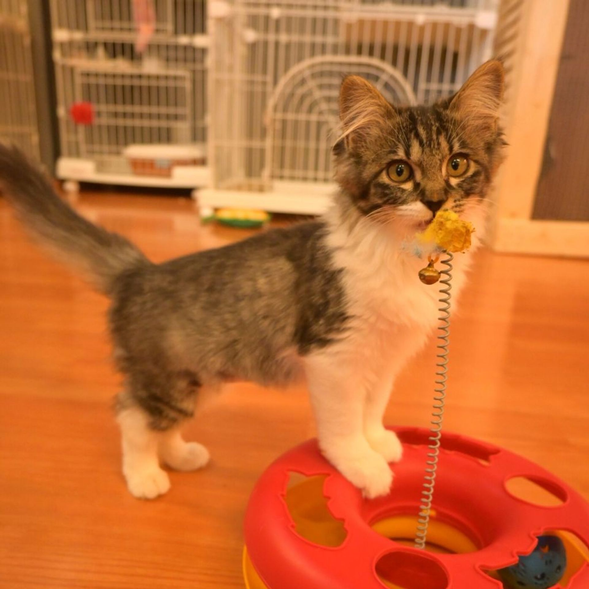雑種（ミックス猫）・メスの里親募集の写真