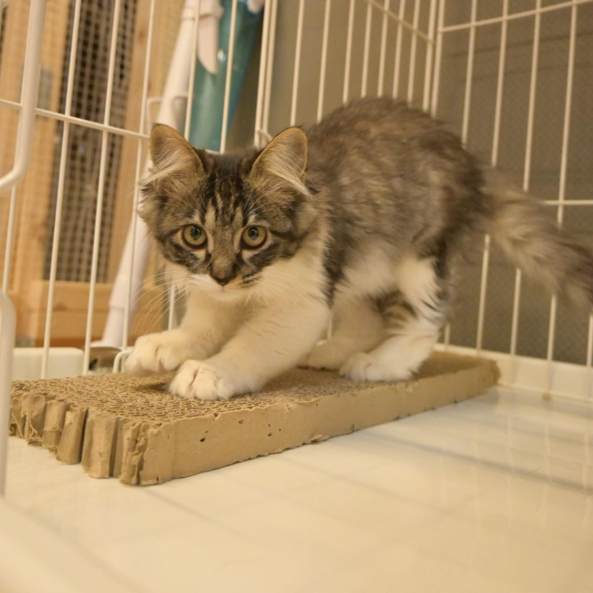 pet-image-2