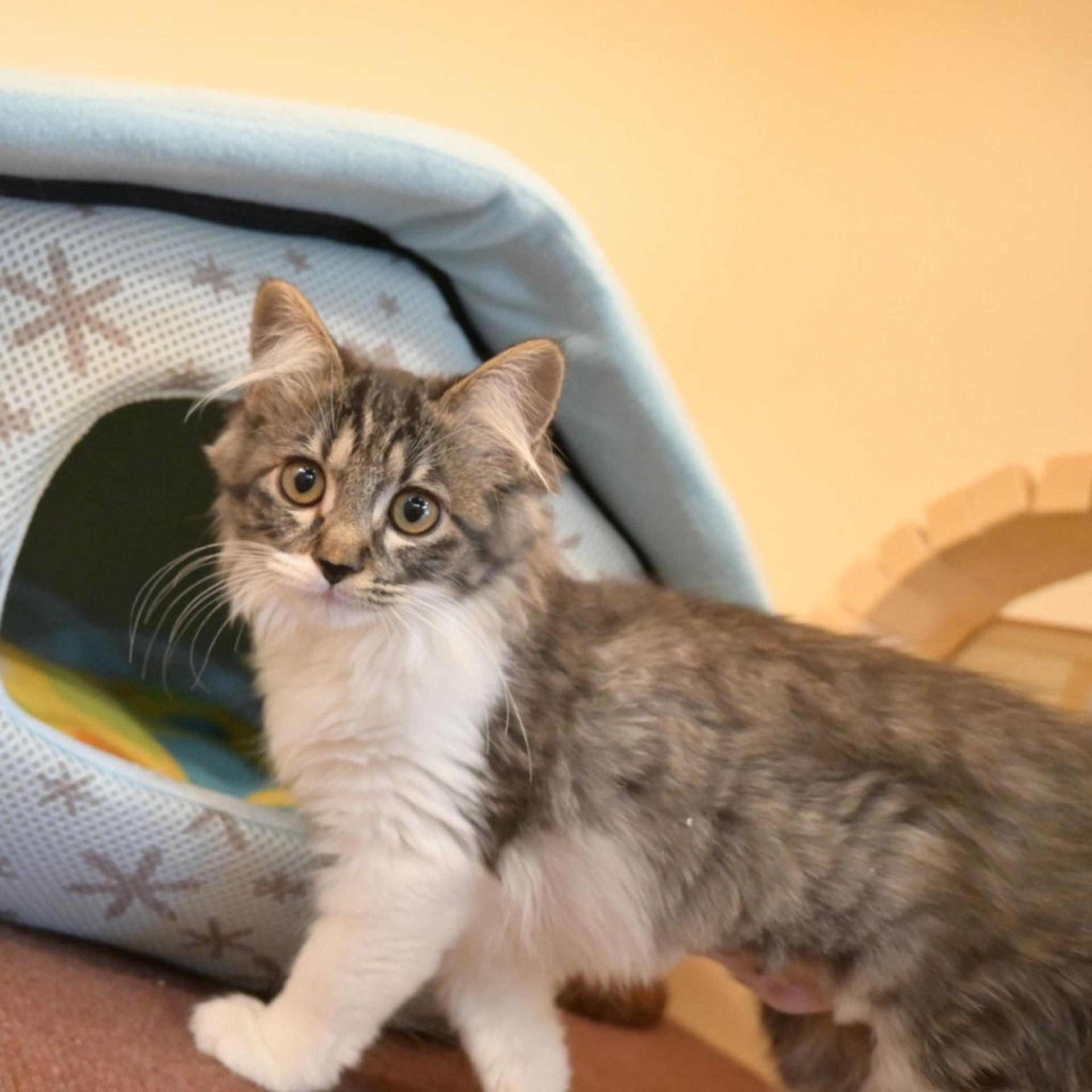 pet-image-3