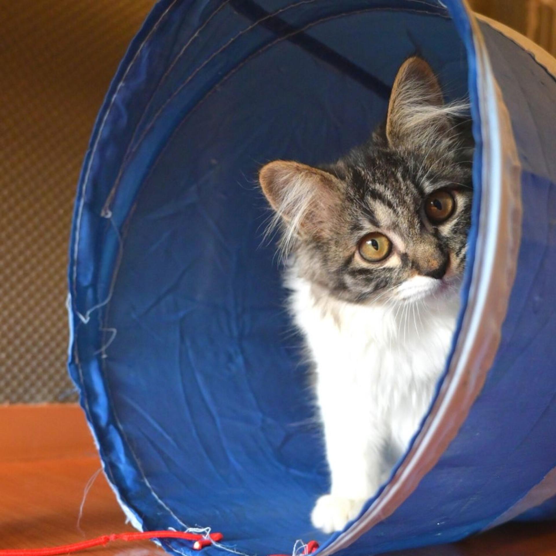 pet-image-5