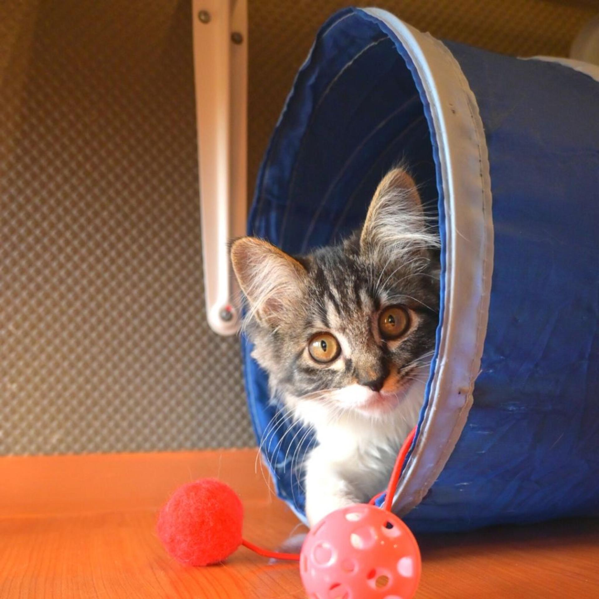 pet-image-6