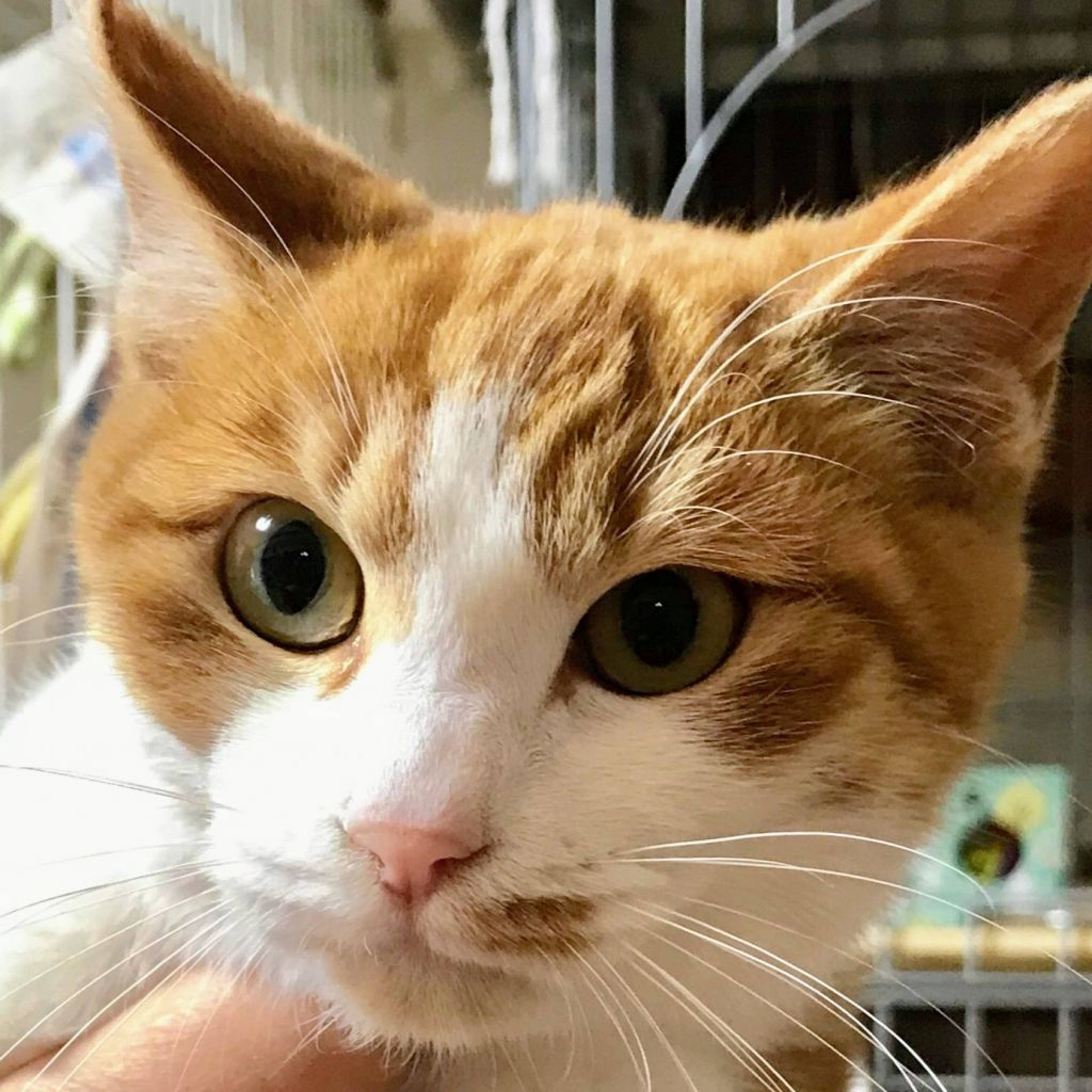 雑種（ミックス猫）・オスの里親募集の写真