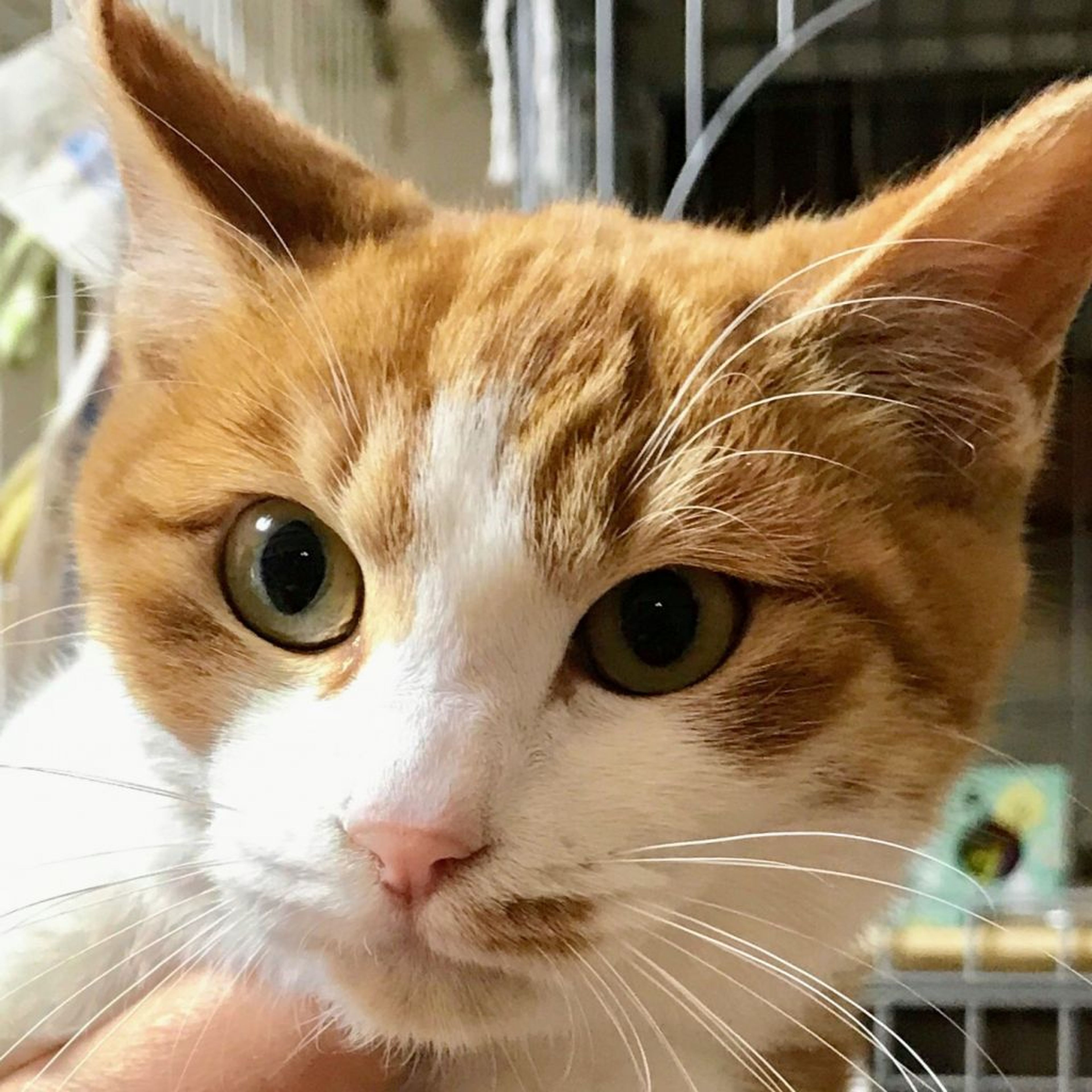 雑種（ミックス猫）・オスの里親募集の写真