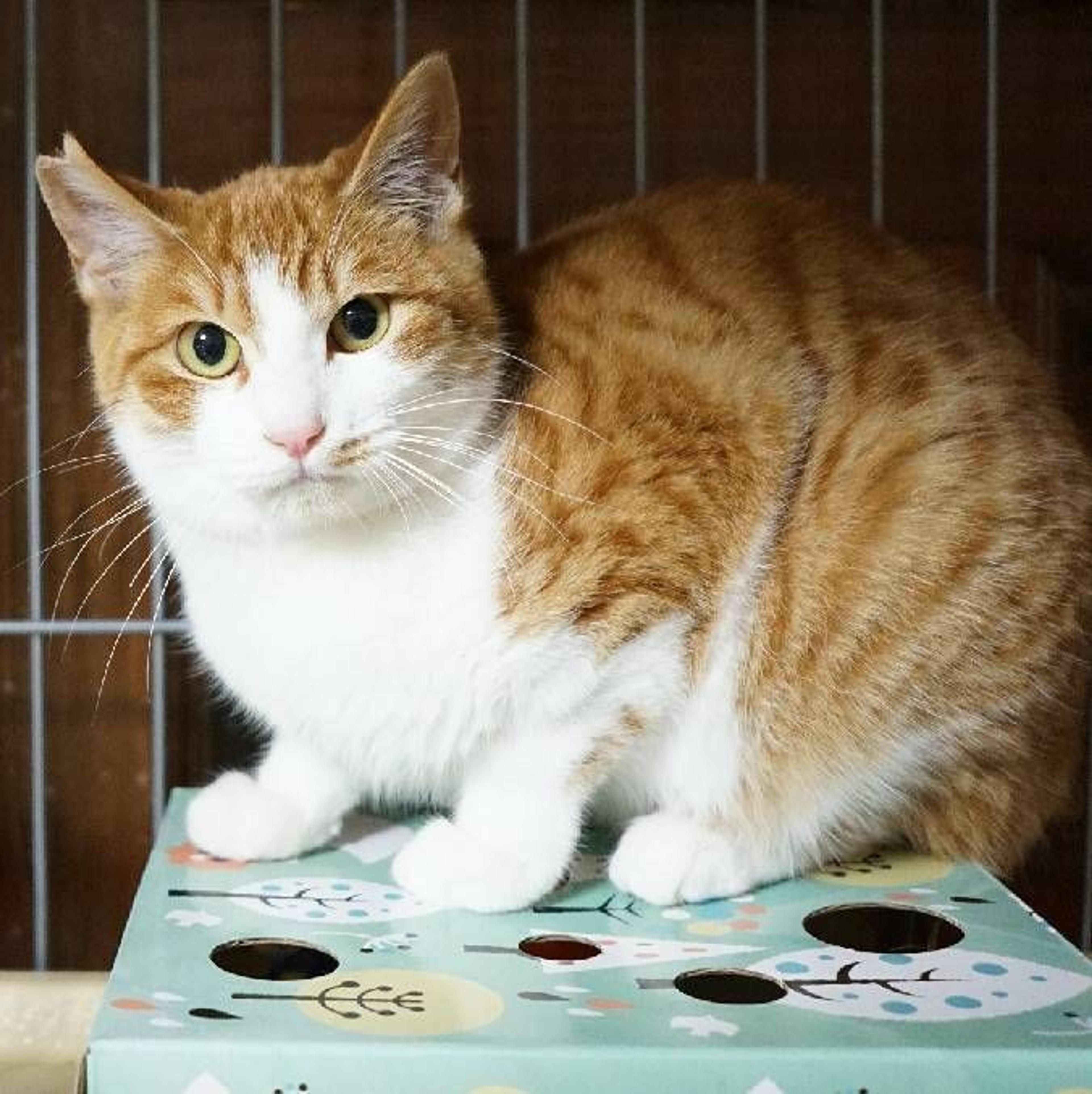 pet-image-2