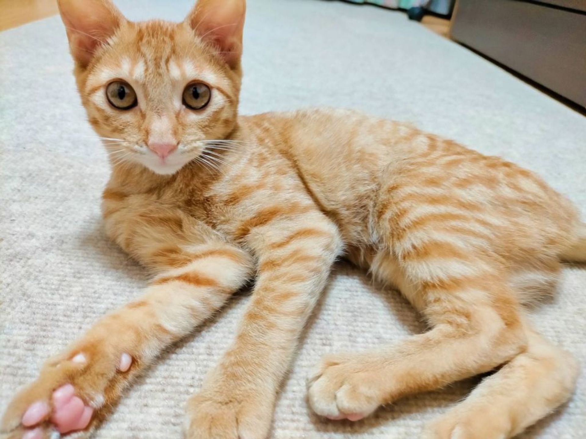 雑種（ミックス猫）・メスの里親募集の写真
