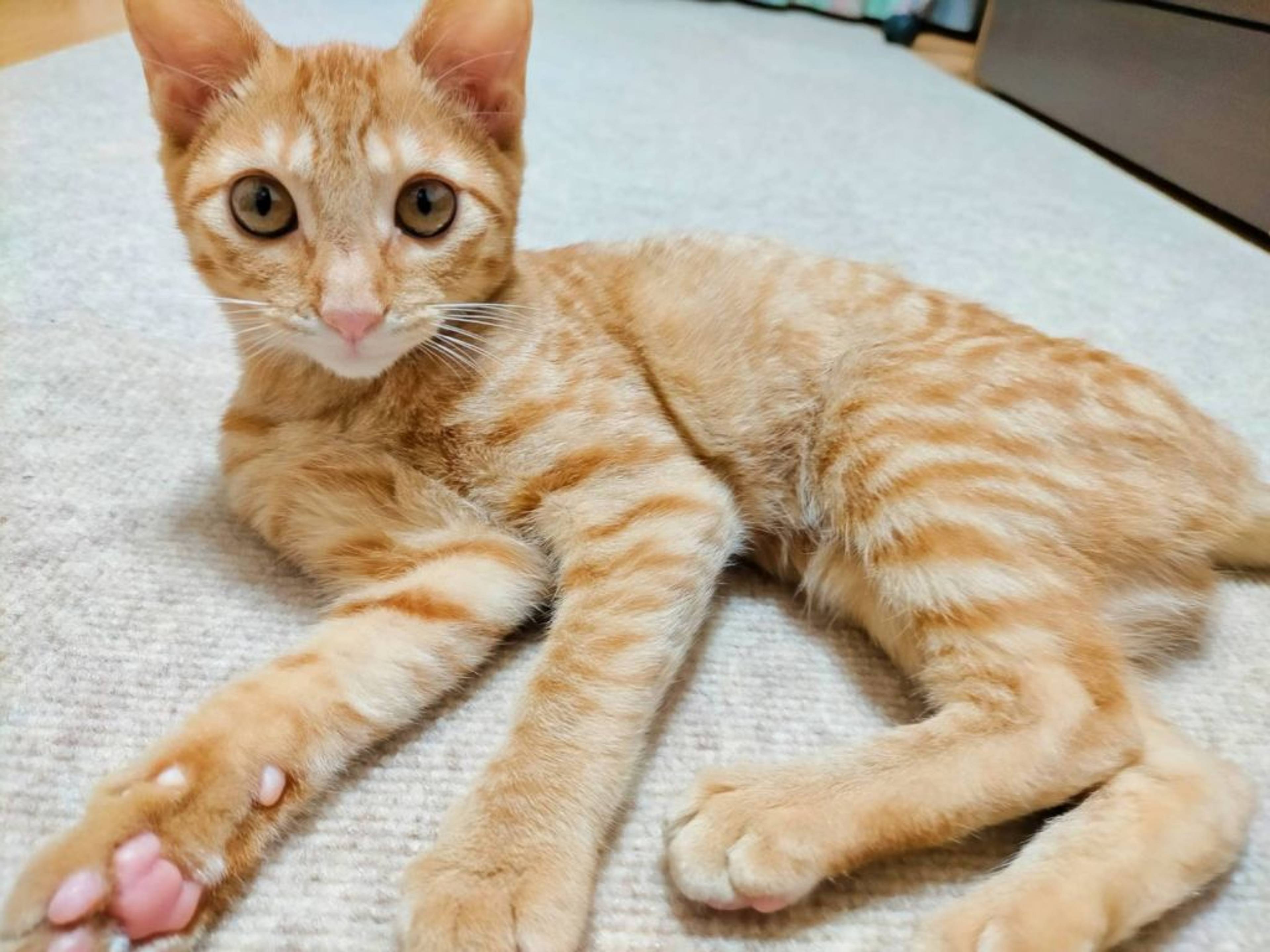 雑種（ミックス猫）・メスの里親募集の写真