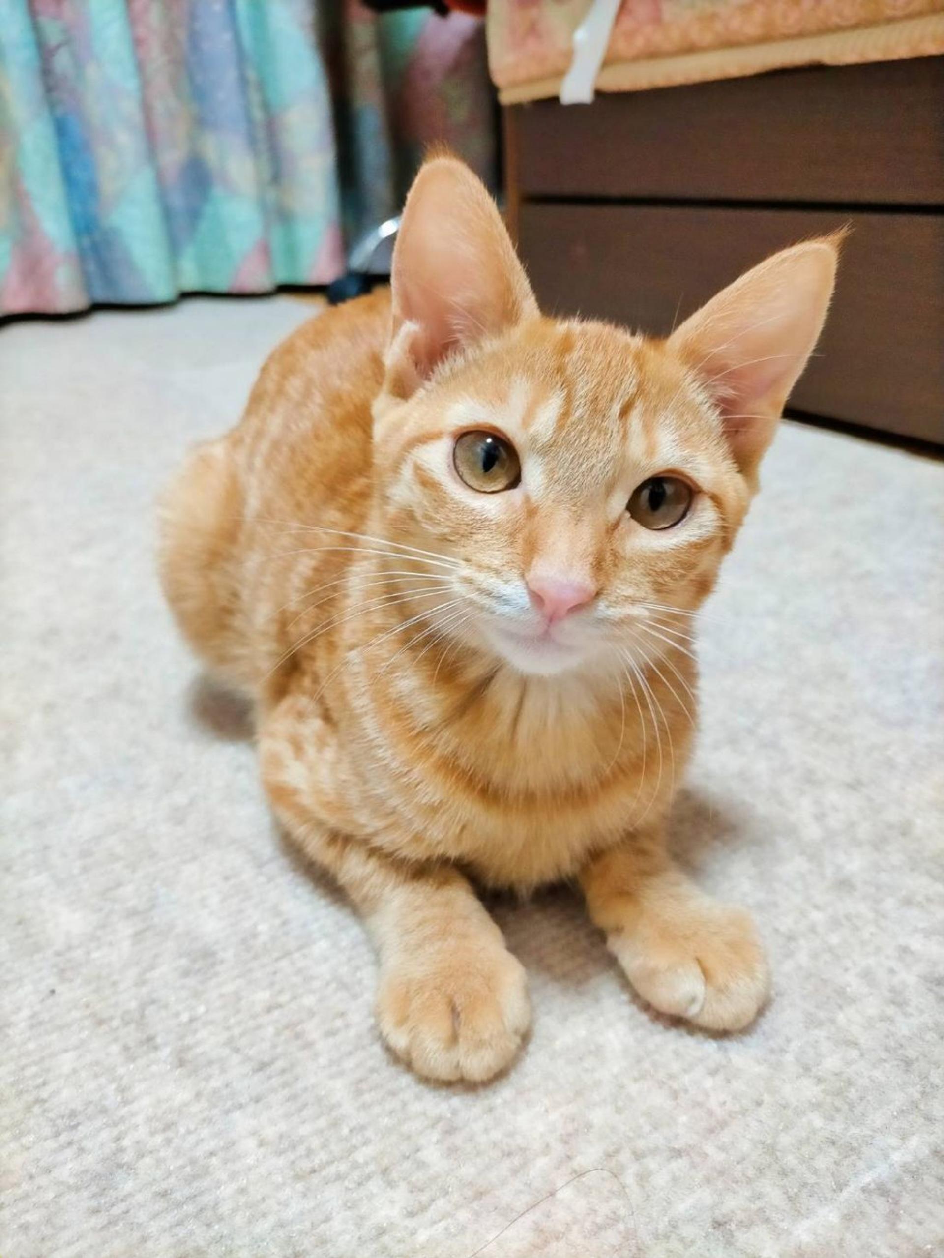 pet-image-2