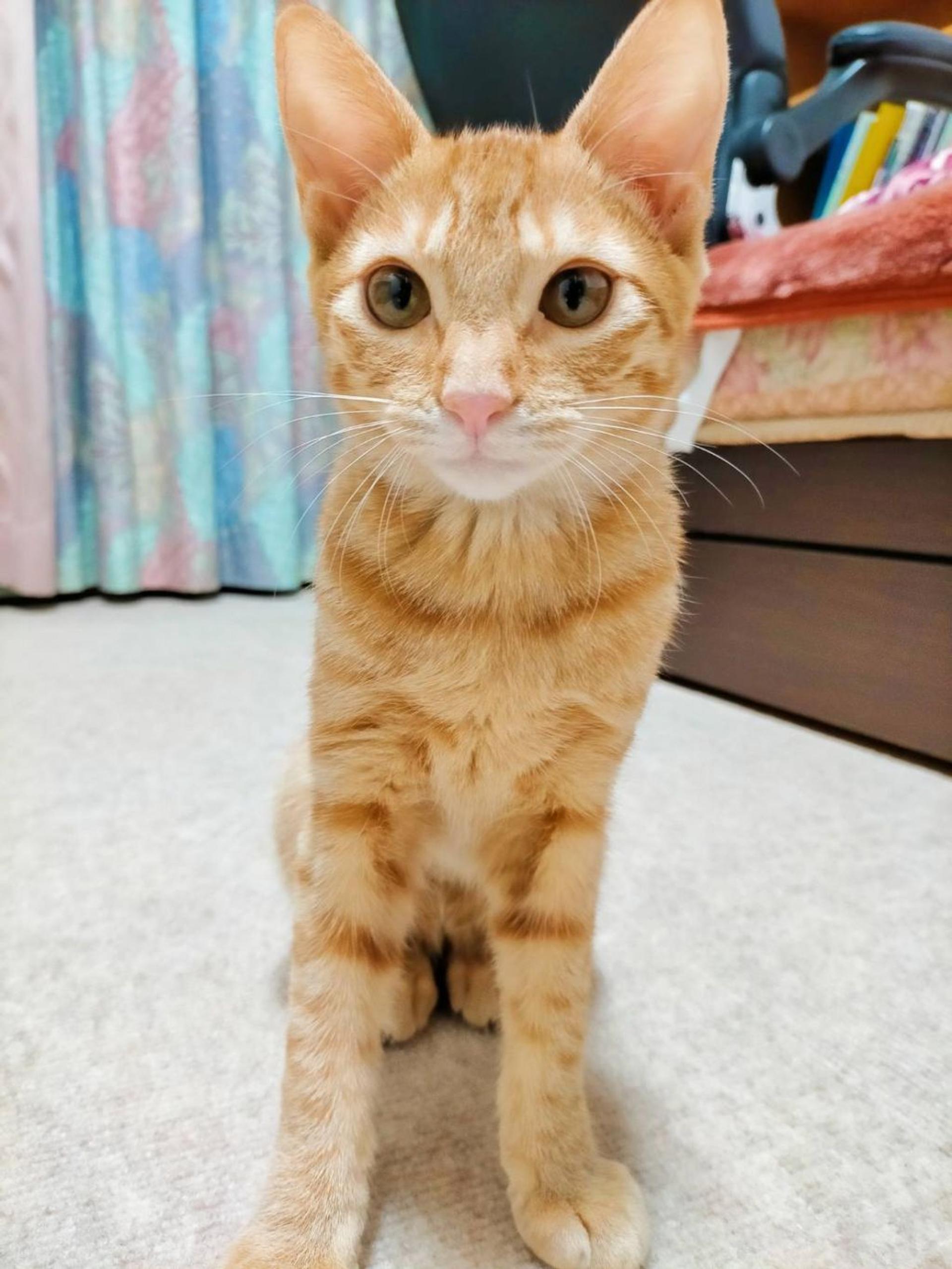 pet-image-3