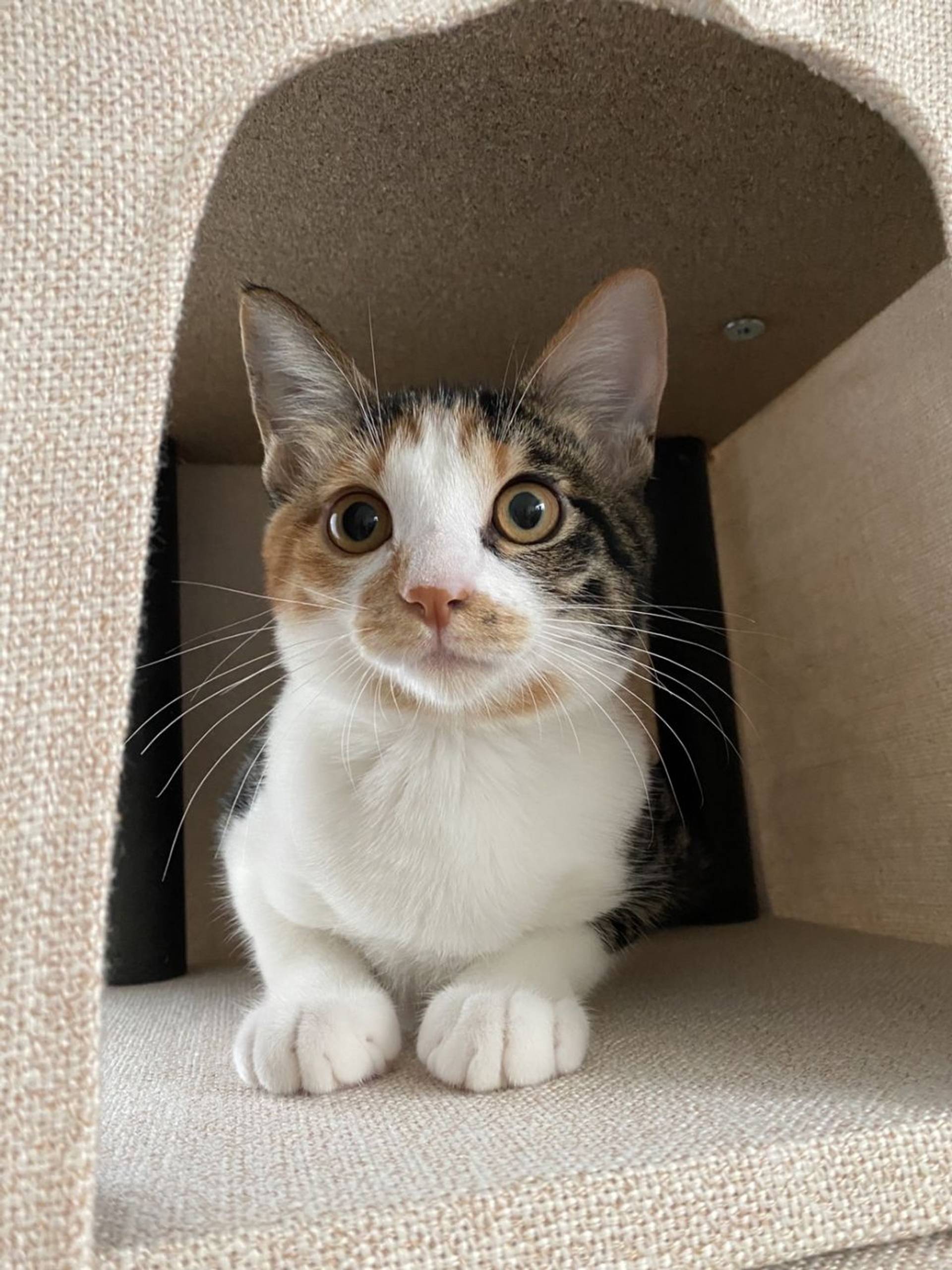 雑種（ミックス猫）・メスの里親募集の写真