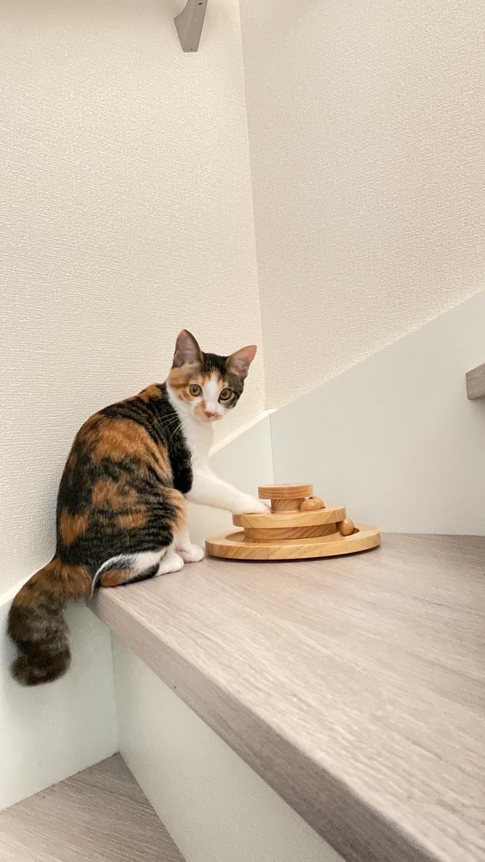 pet-image-2