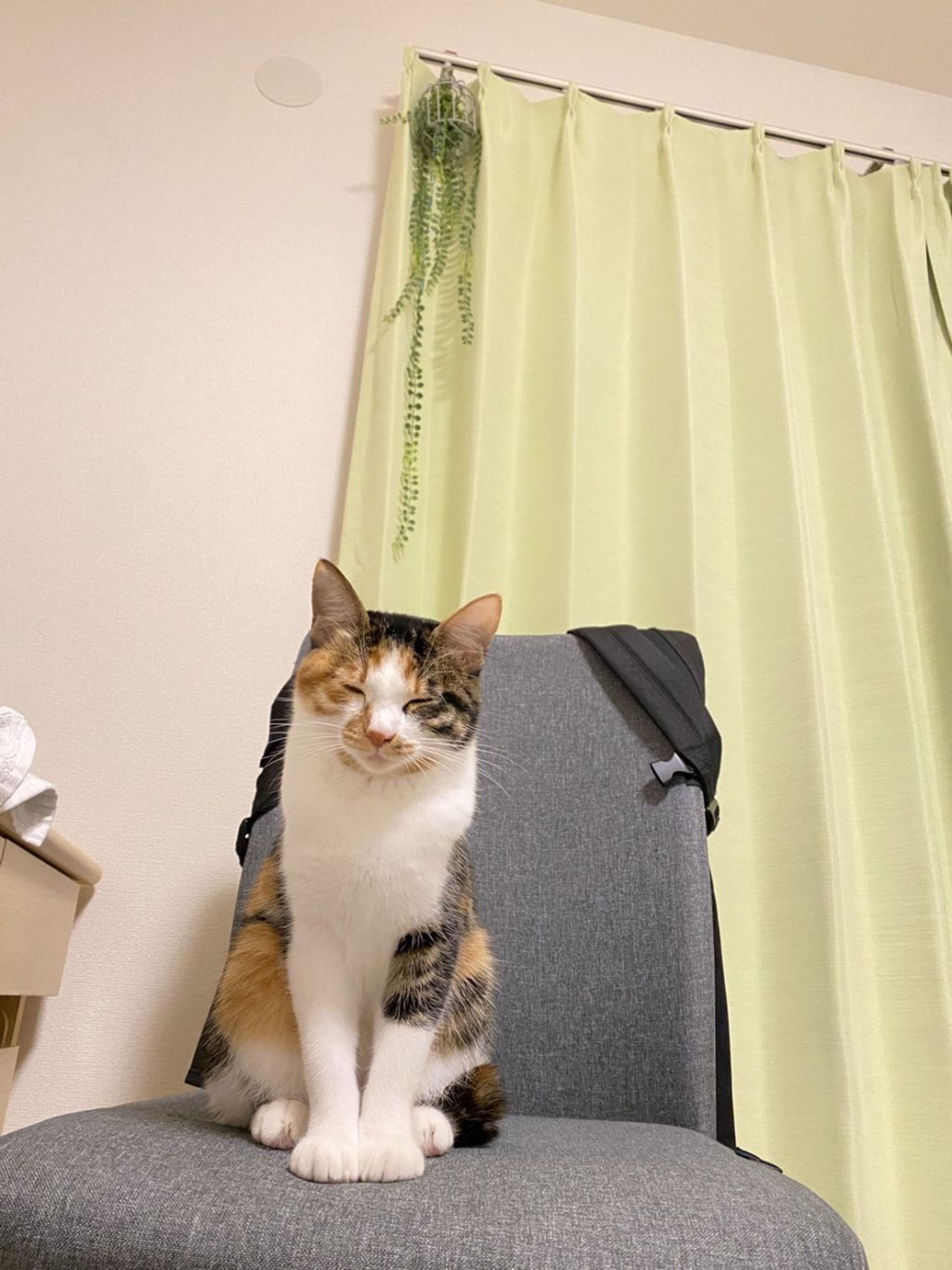 pet-image-4