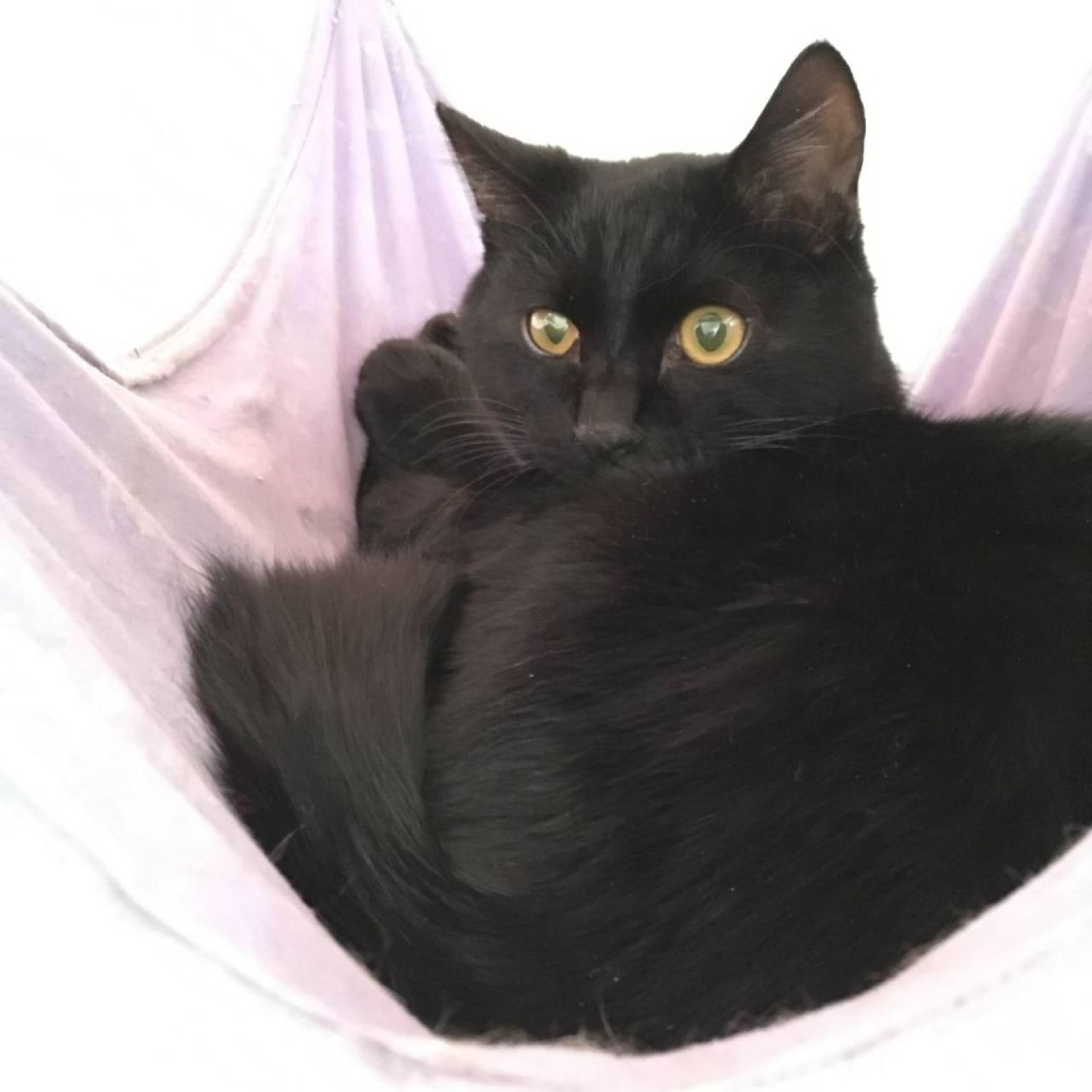 pet-image-3