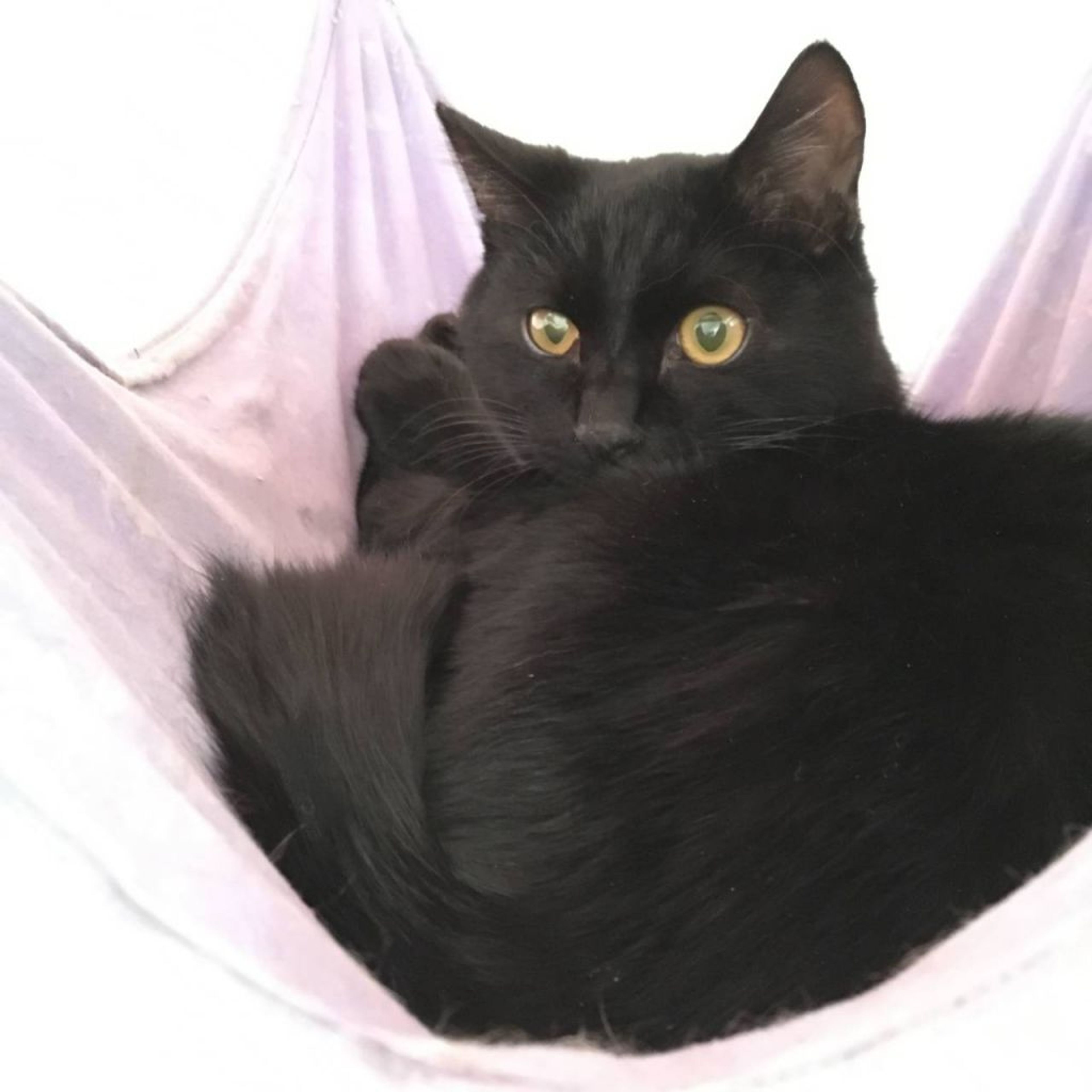 pet-image-3