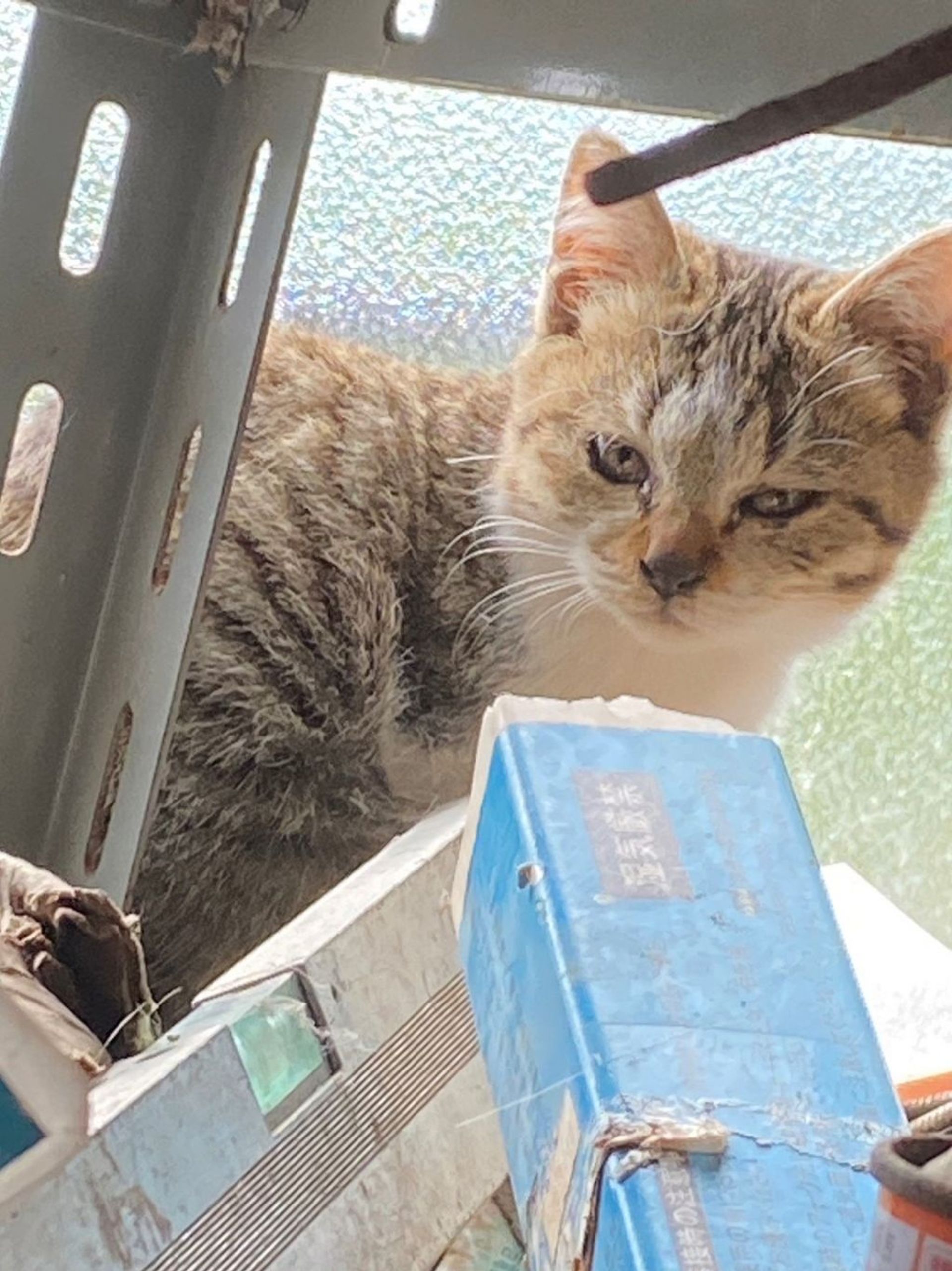 雑種（ミックス猫）・オスの里親募集の写真