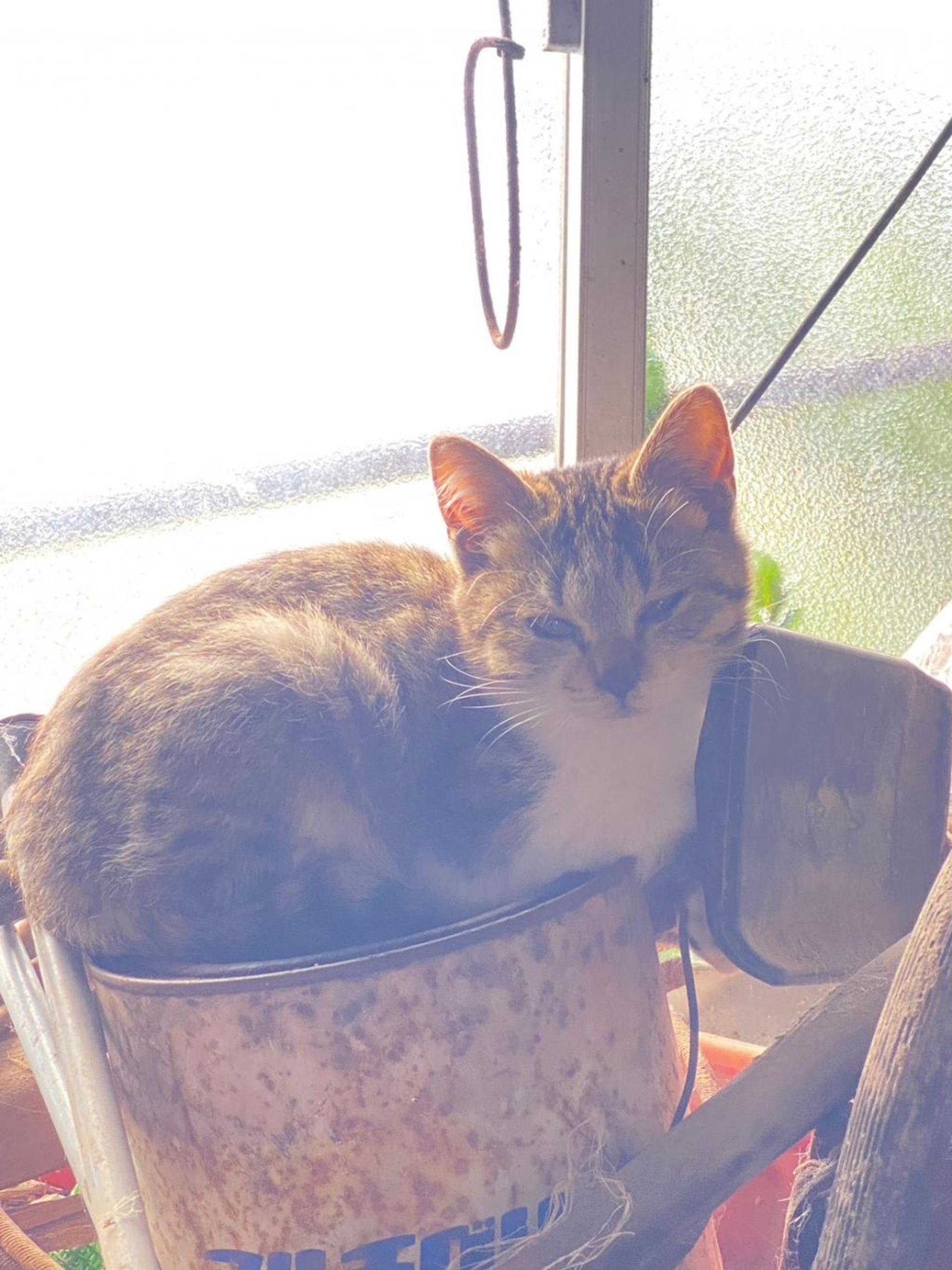 pet-image-2