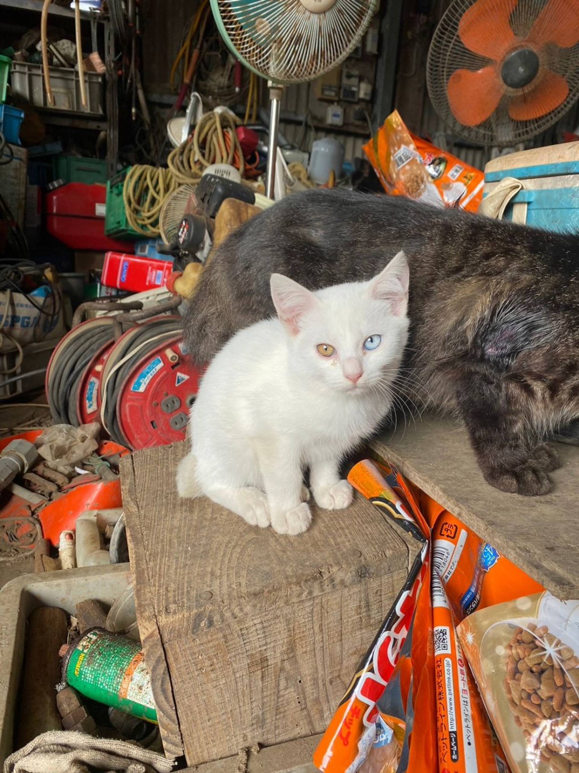雑種（ミックス猫）・オスの里親募集の写真