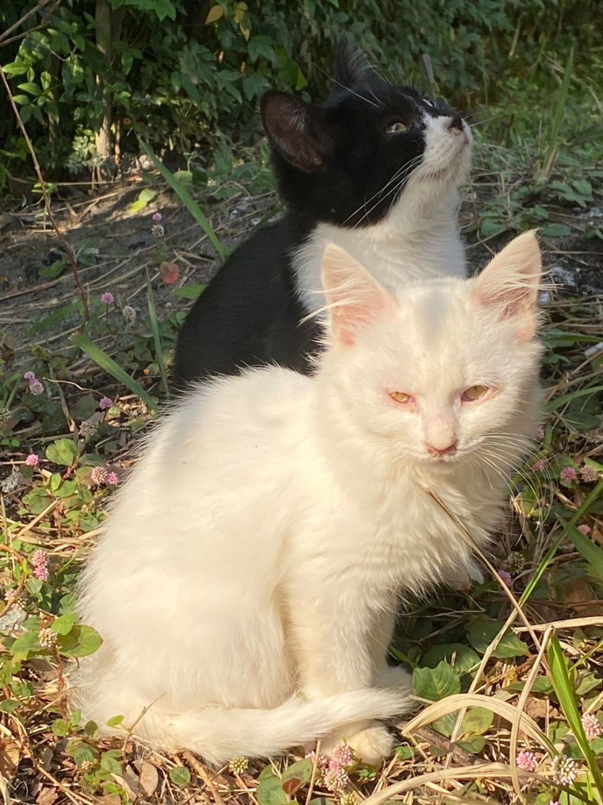 雑種（ミックス猫）・オスの里親募集の写真