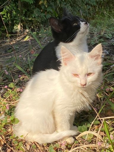 ゴールドアイの白猫ちゃんの写真