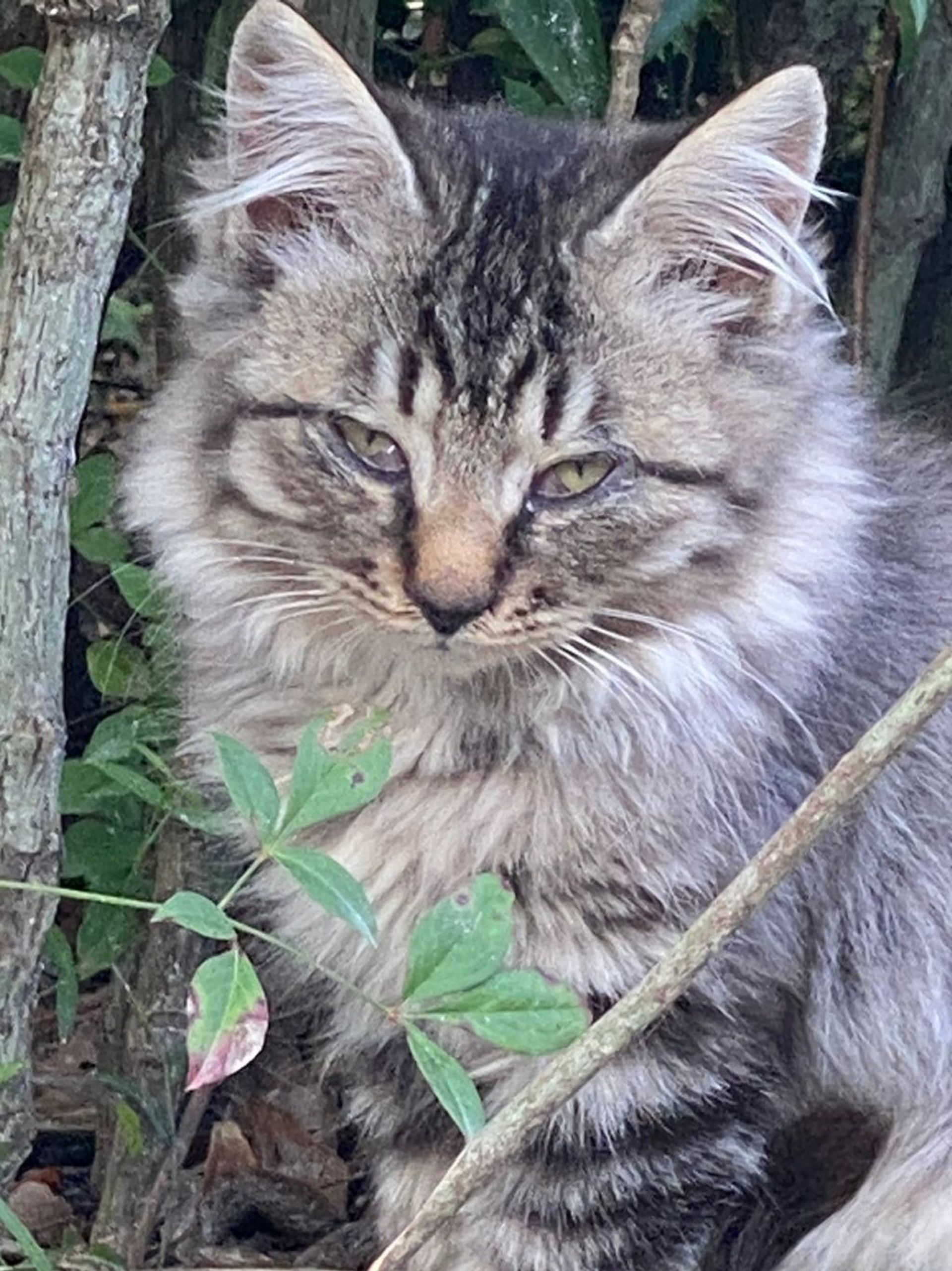 雑種（ミックス猫）・オスの里親募集の写真