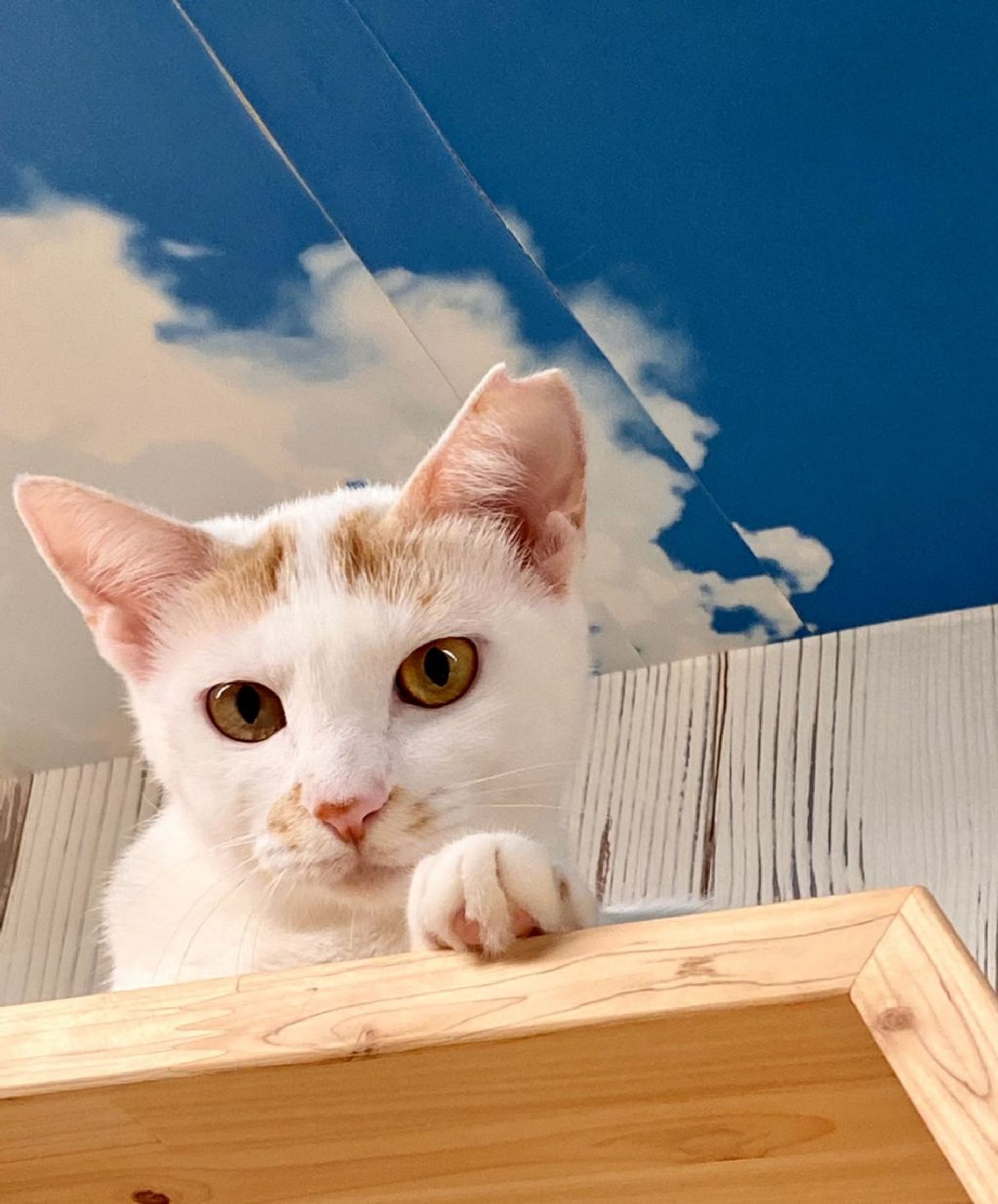 雑種（ミックス猫）・メスの里親募集の写真