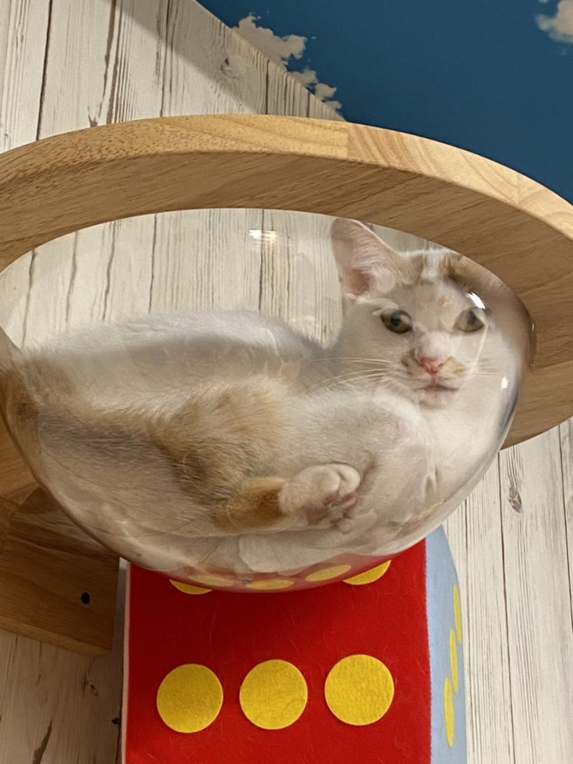 pet-image-3
