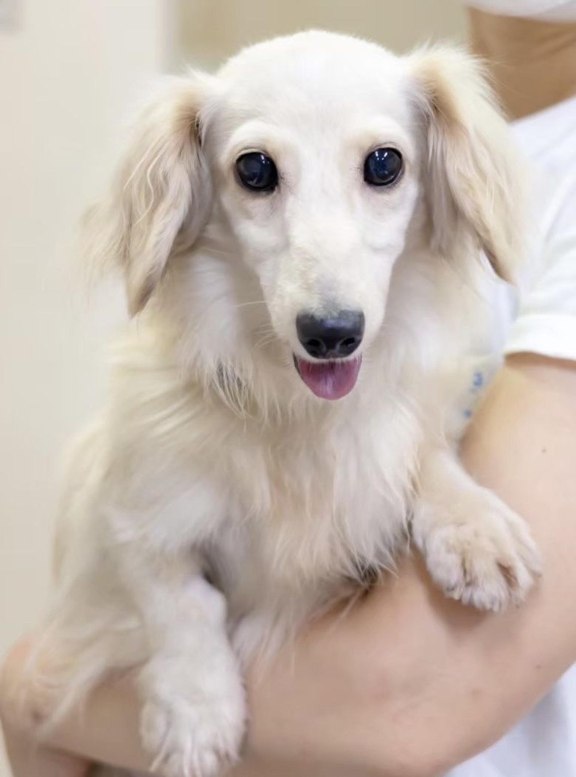 pet-image-4