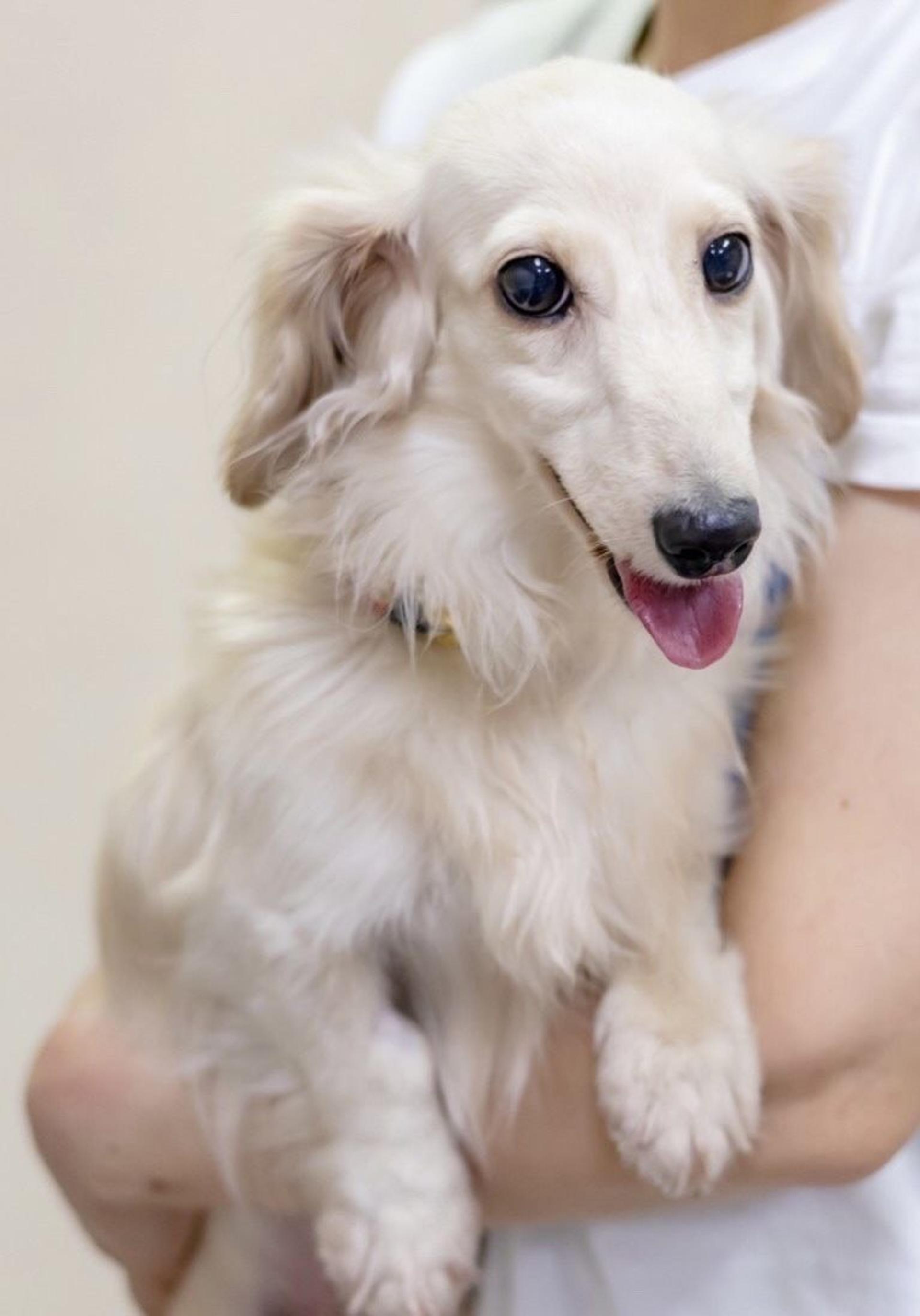 pet-image-5