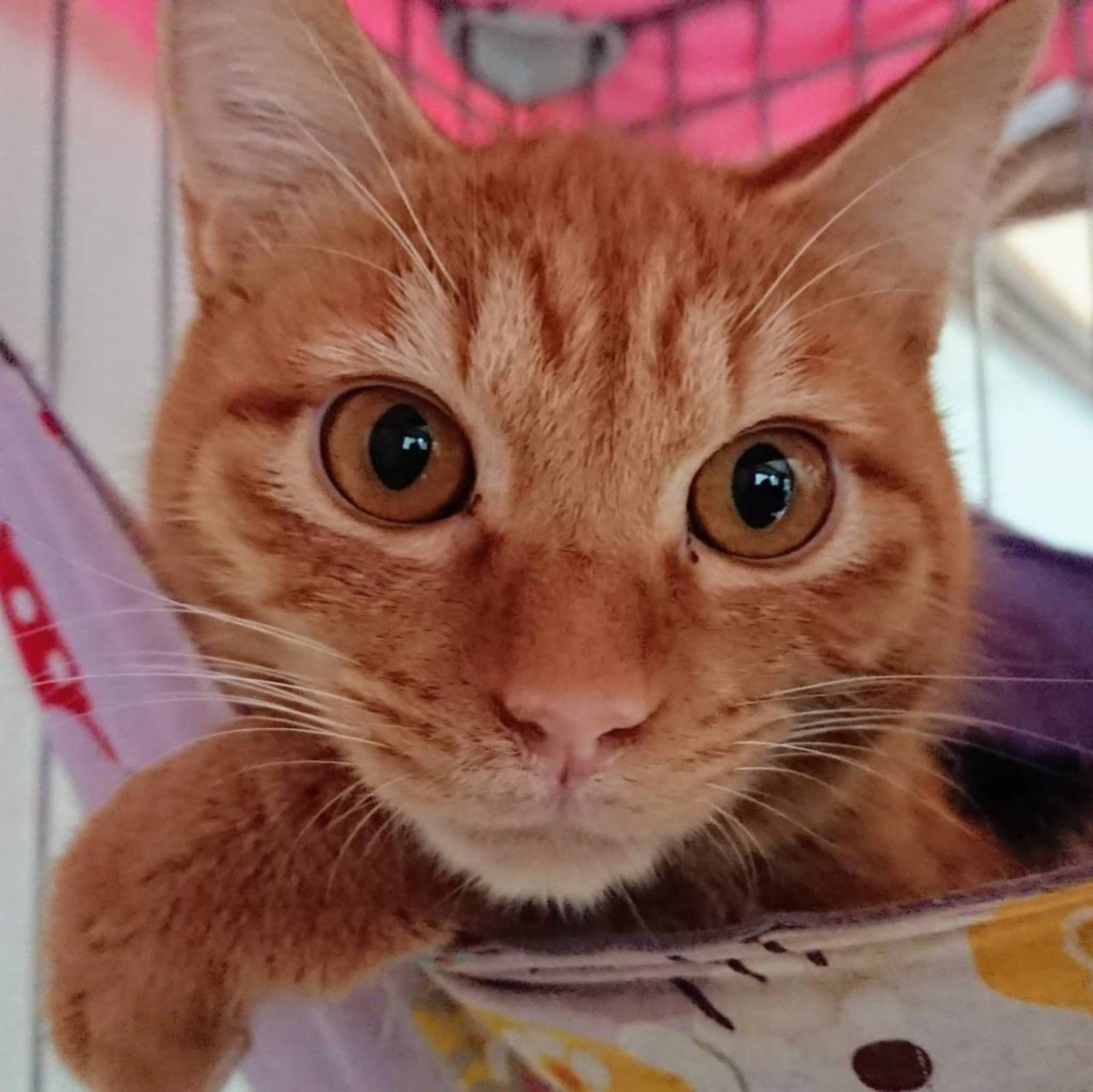 雑種（ミックス猫）・オスの里親募集の写真
