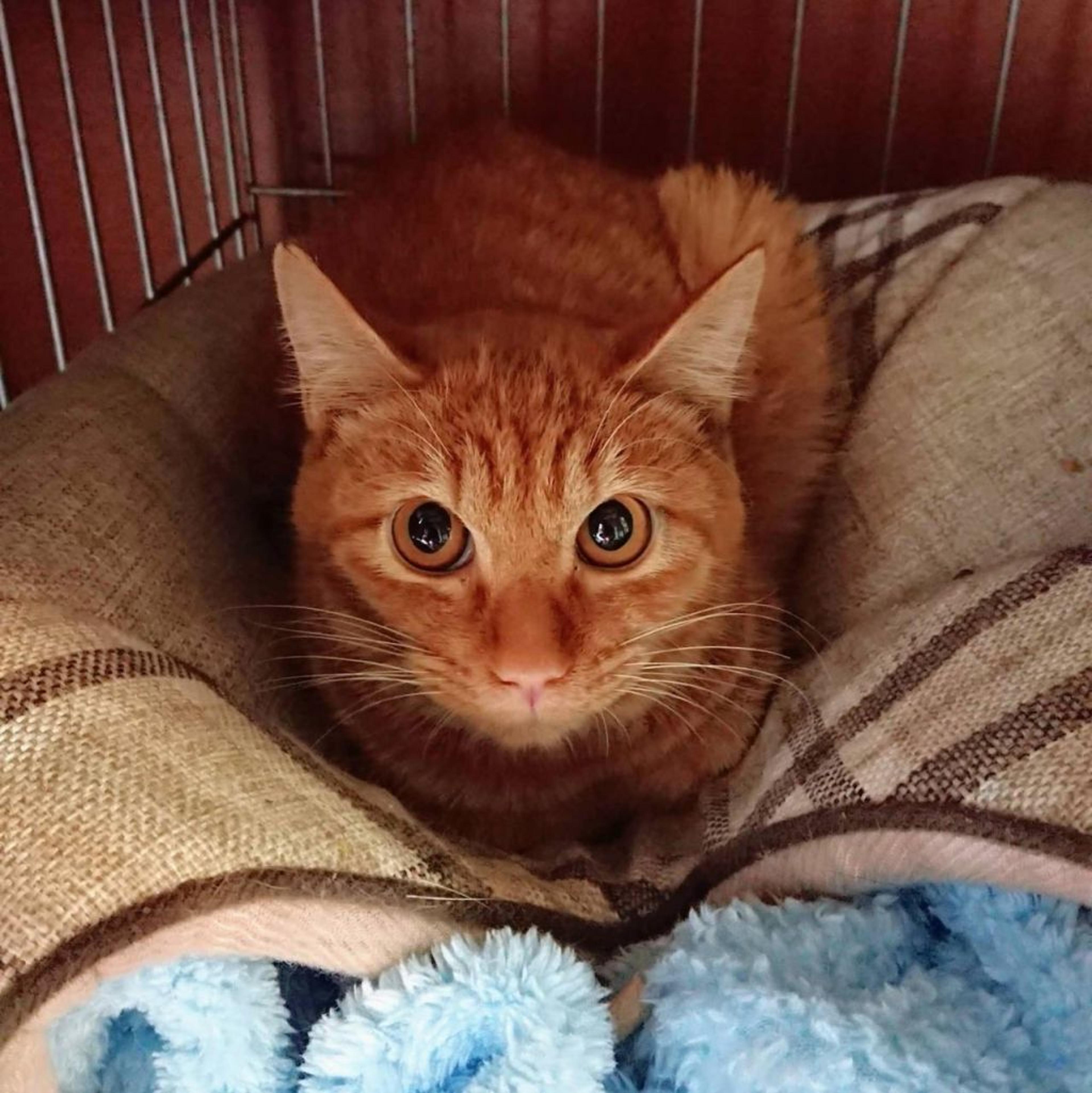 pet-image-2