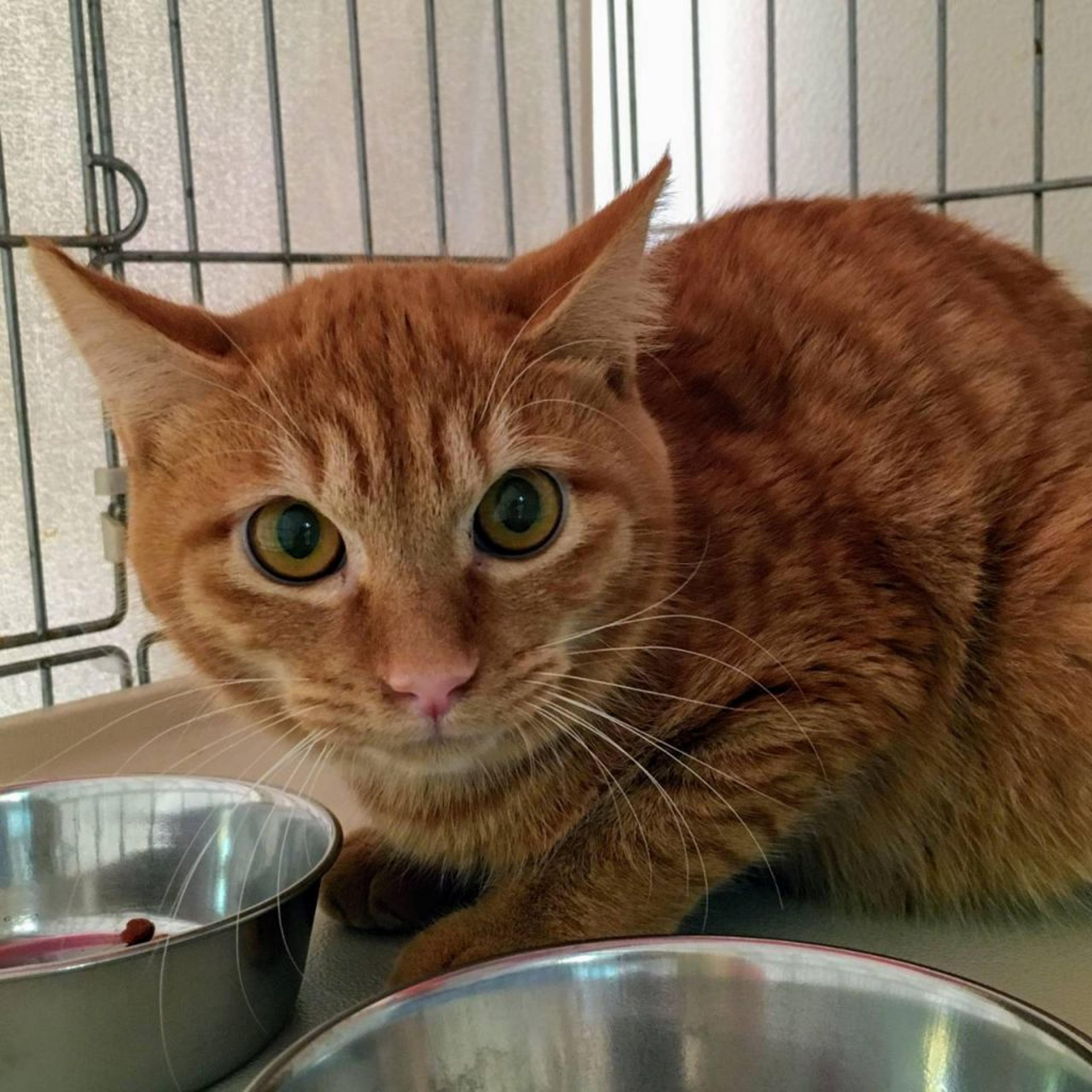 pet-image-3