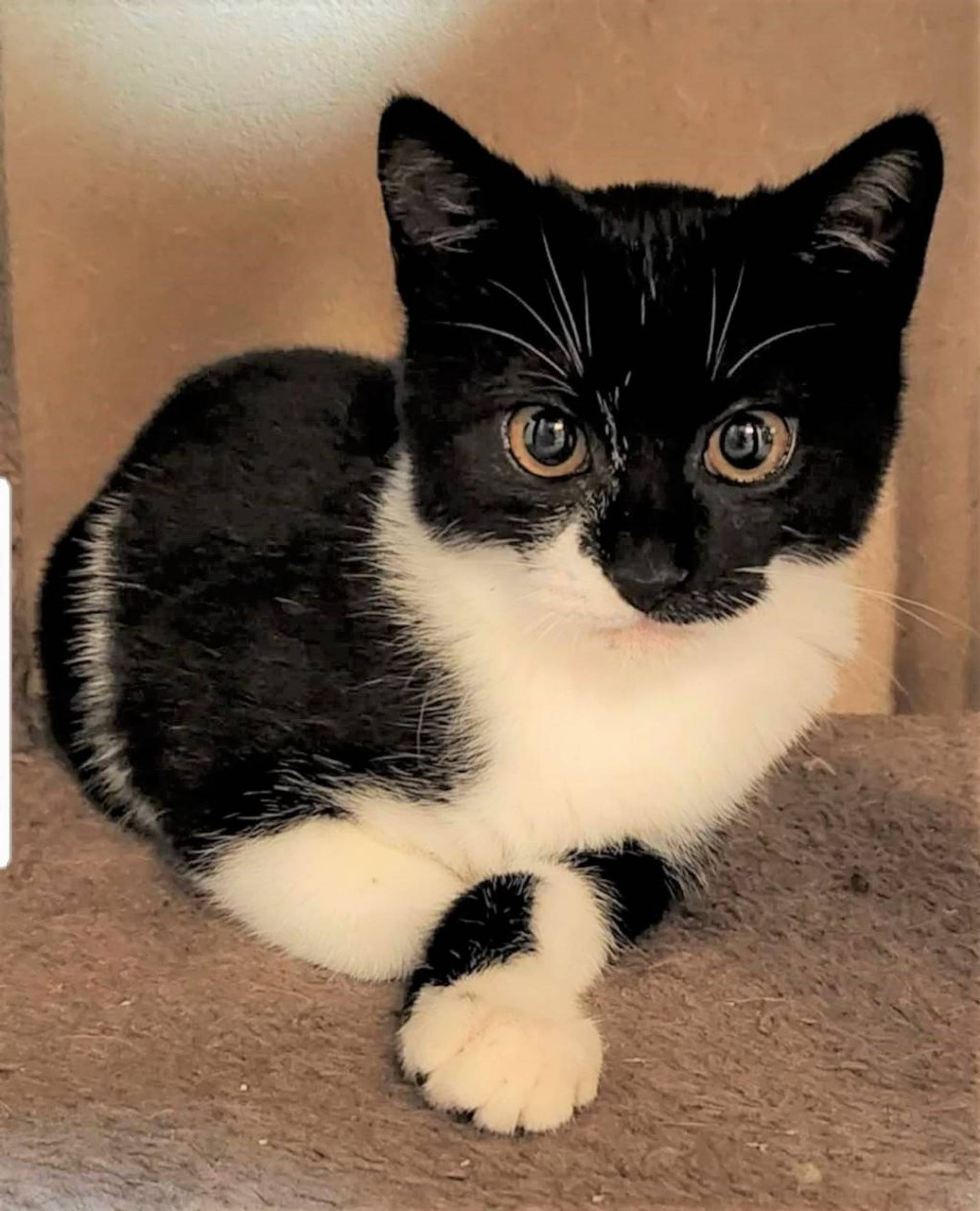 雑種（ミックス猫）・メスの里親募集の写真