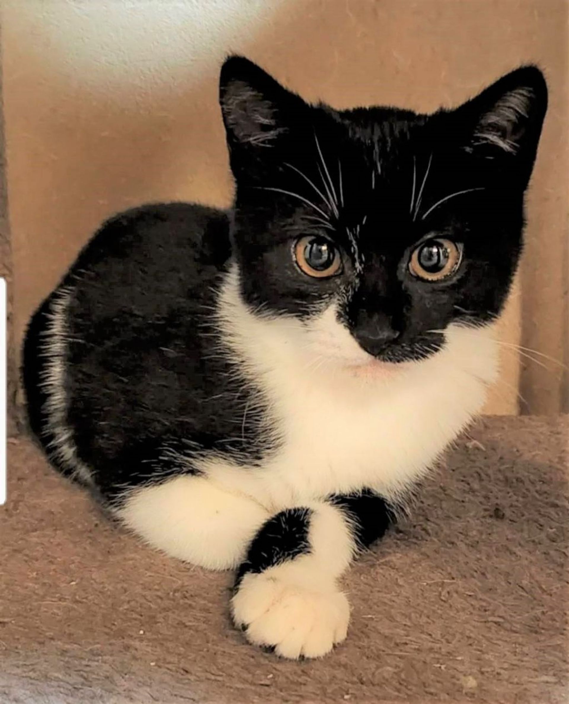 雑種（ミックス猫）・メスの里親募集の写真