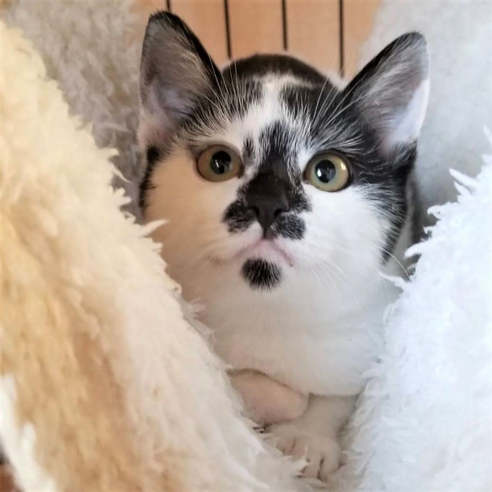 雑種（ミックス猫）・メスの里親募集の写真