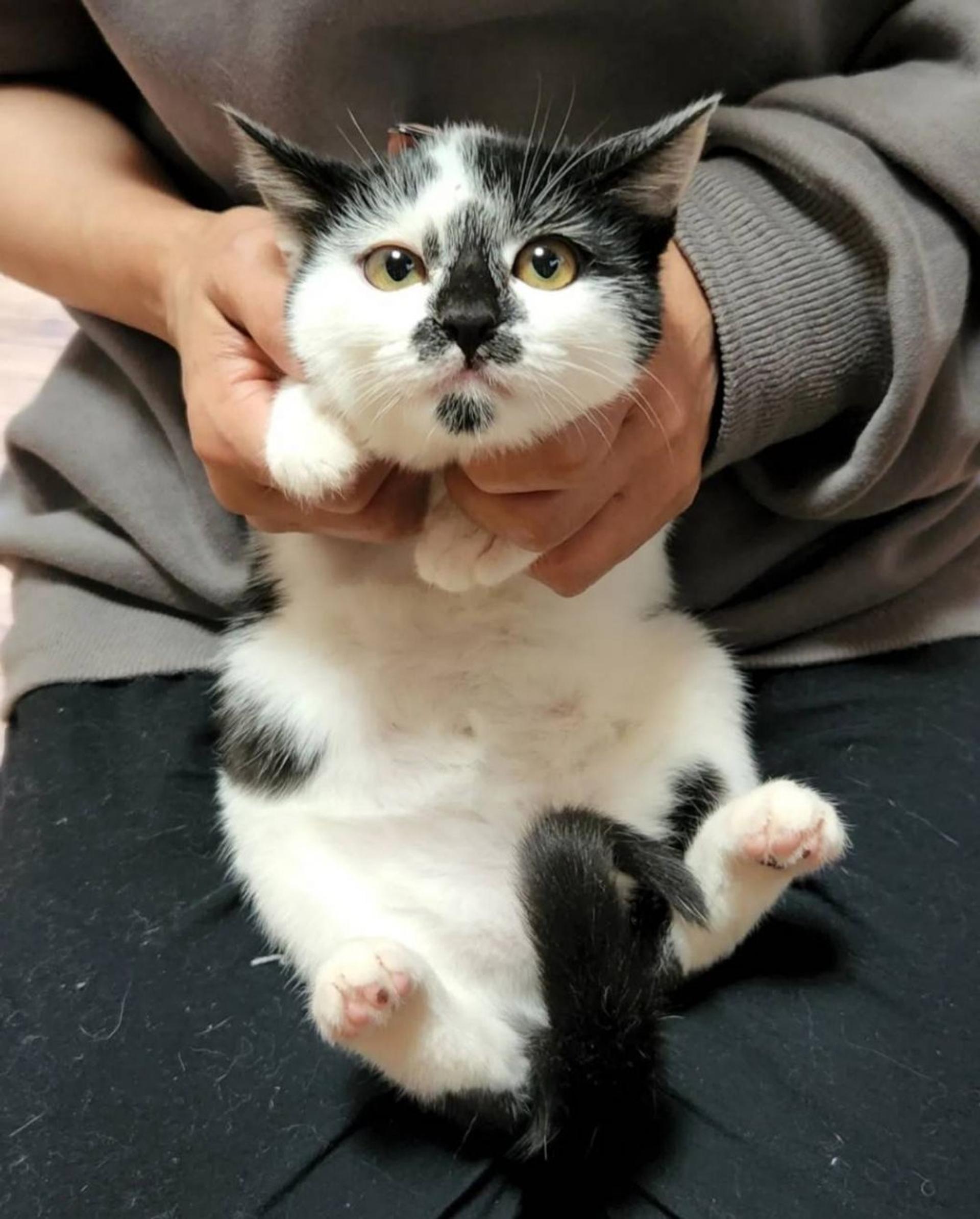 pet-image-3