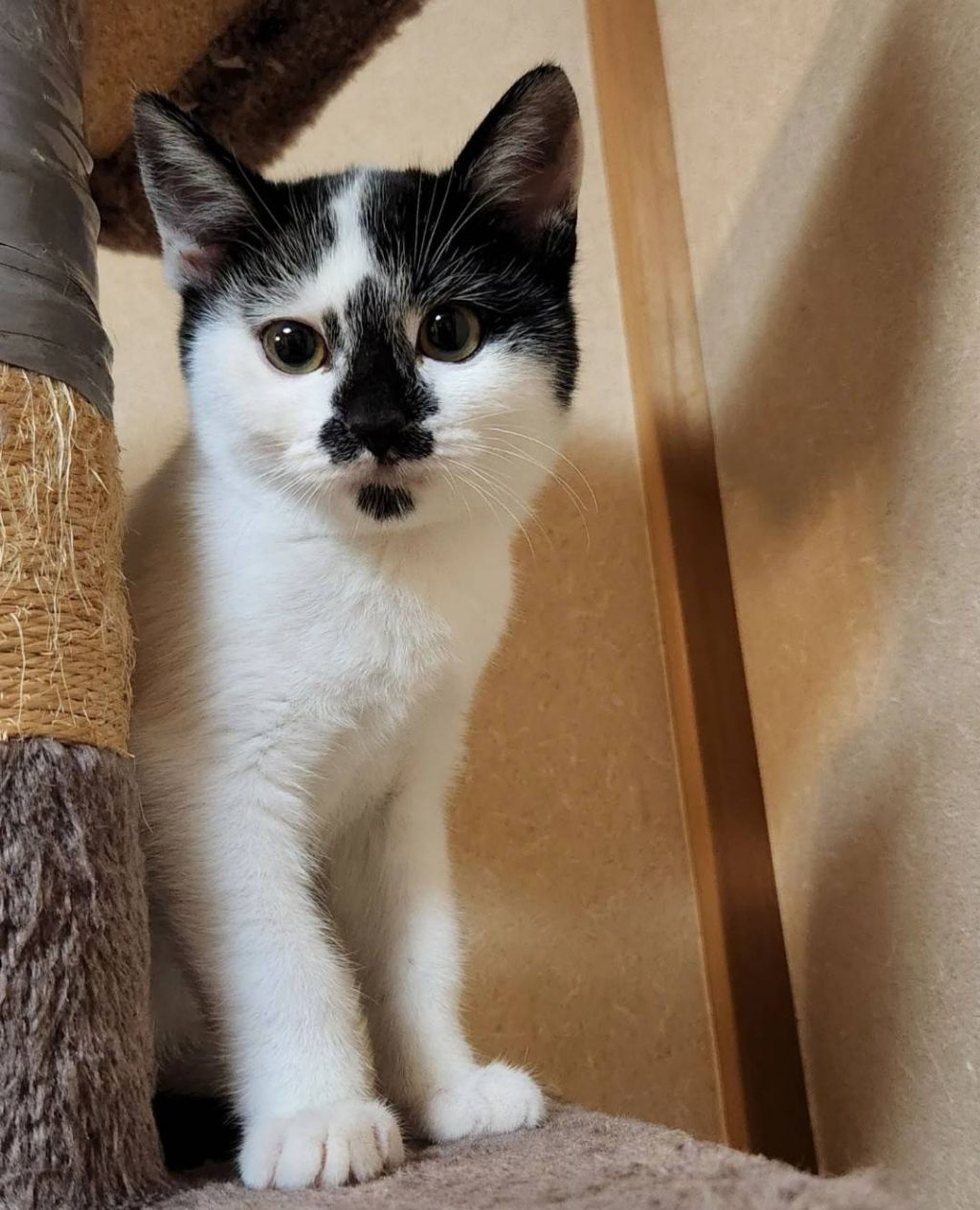 pet-image-4