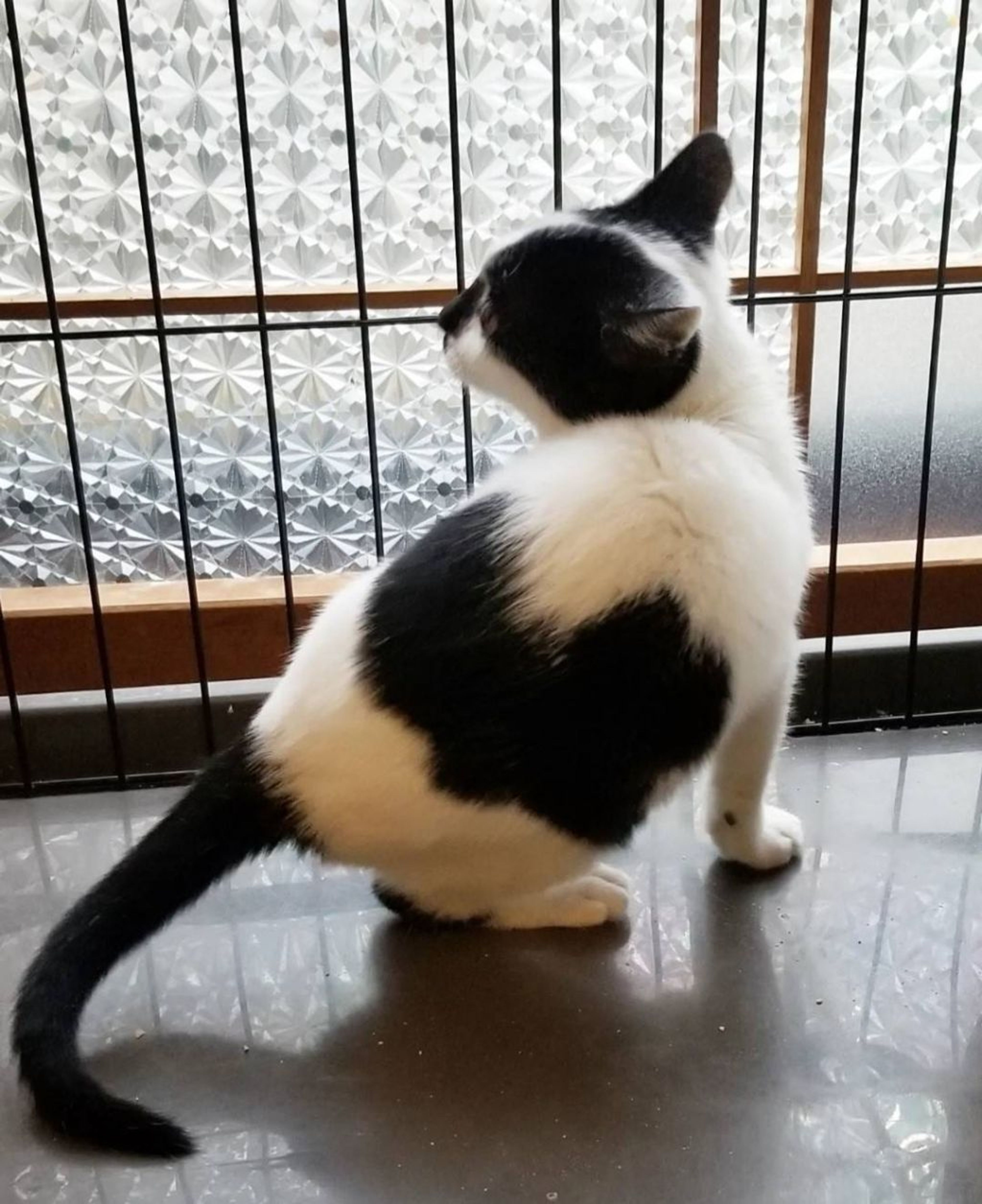 pet-image-8
