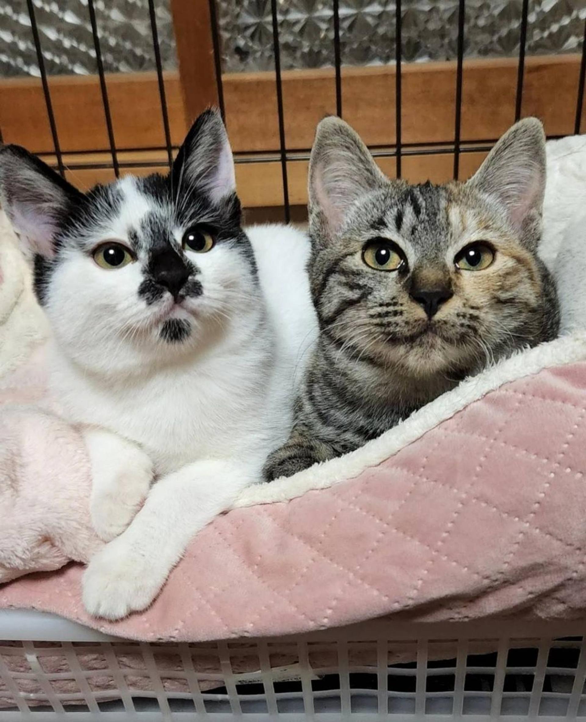 pet-image-9