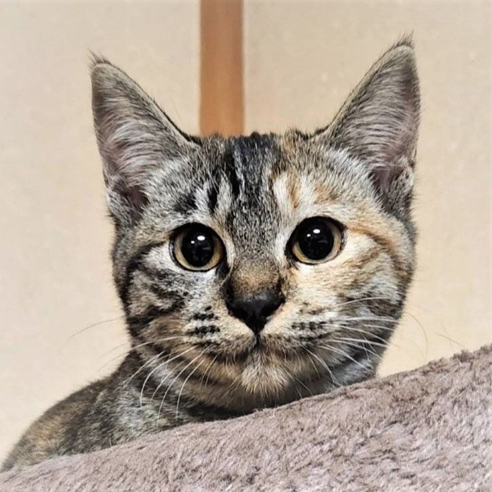 雑種（ミックス猫）・メスの里親募集の写真