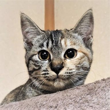 まりひめ