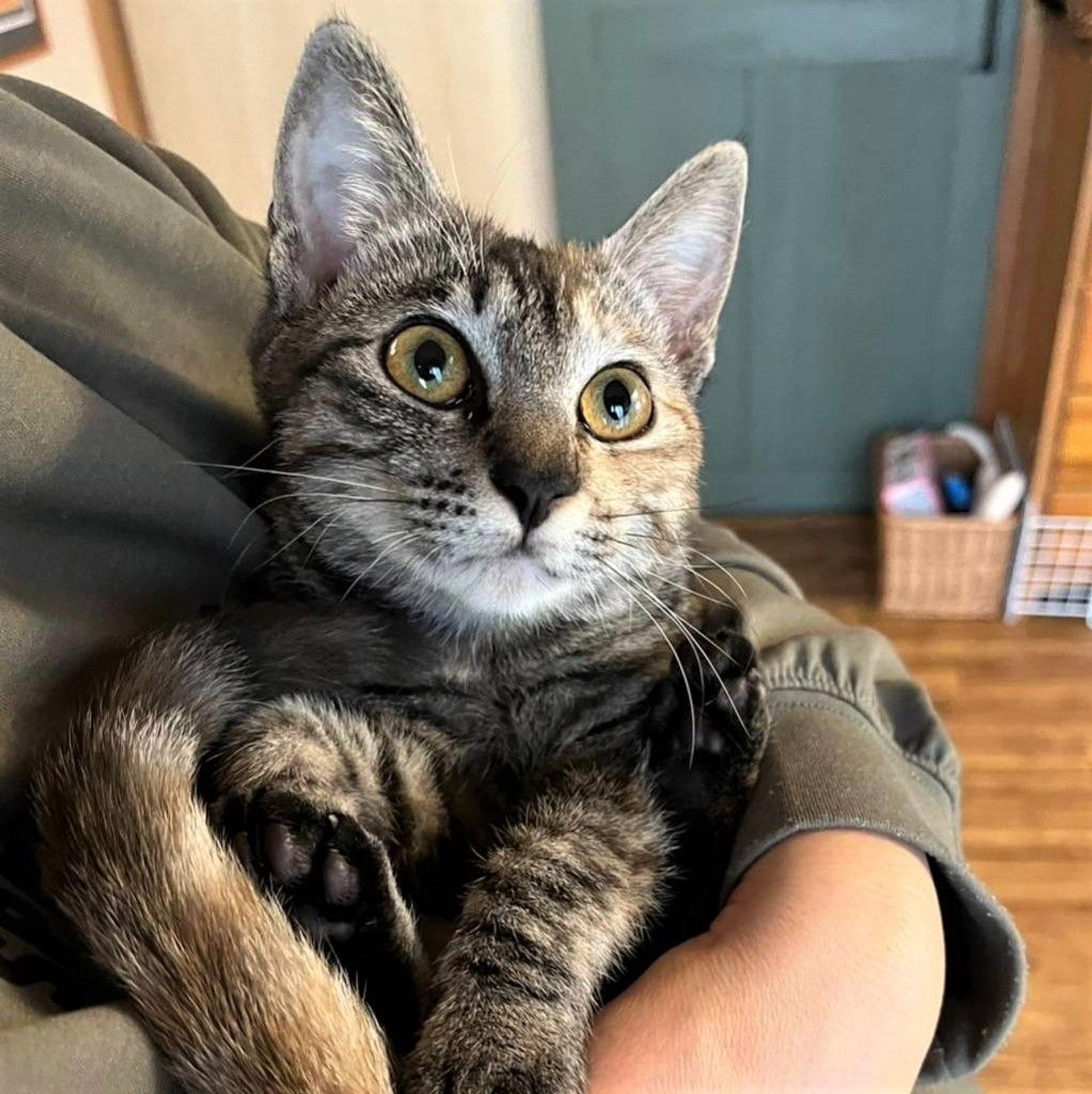 pet-image-3