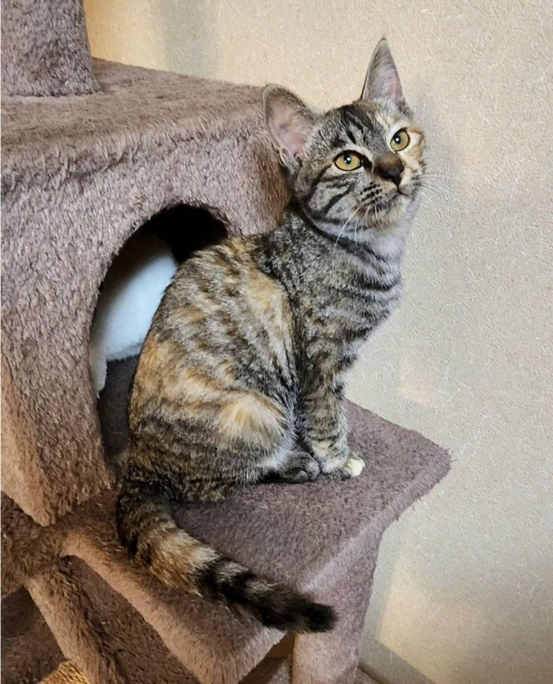pet-image-9
