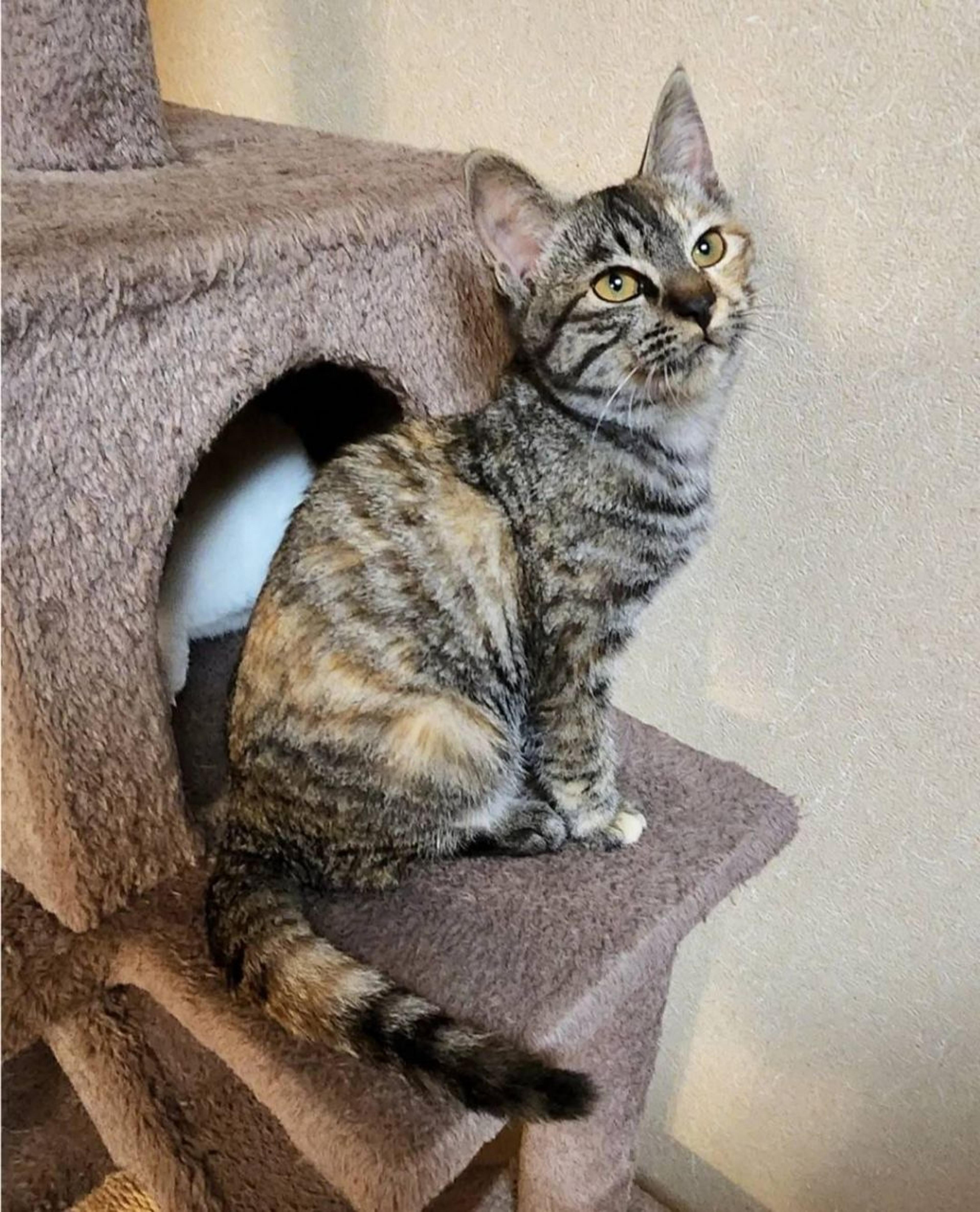 pet-image-9