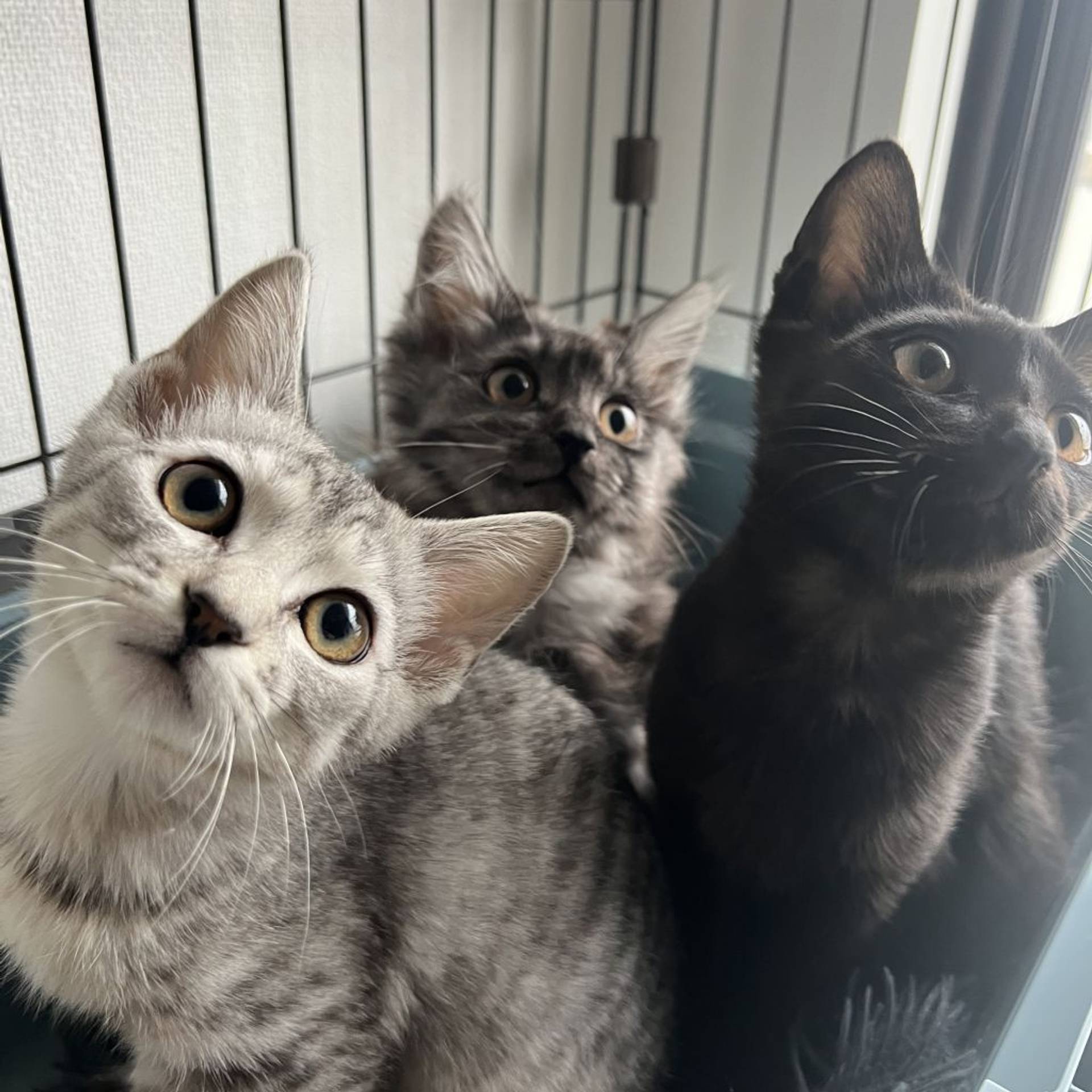 雑種（ミックス猫）・メスの里親募集の写真
